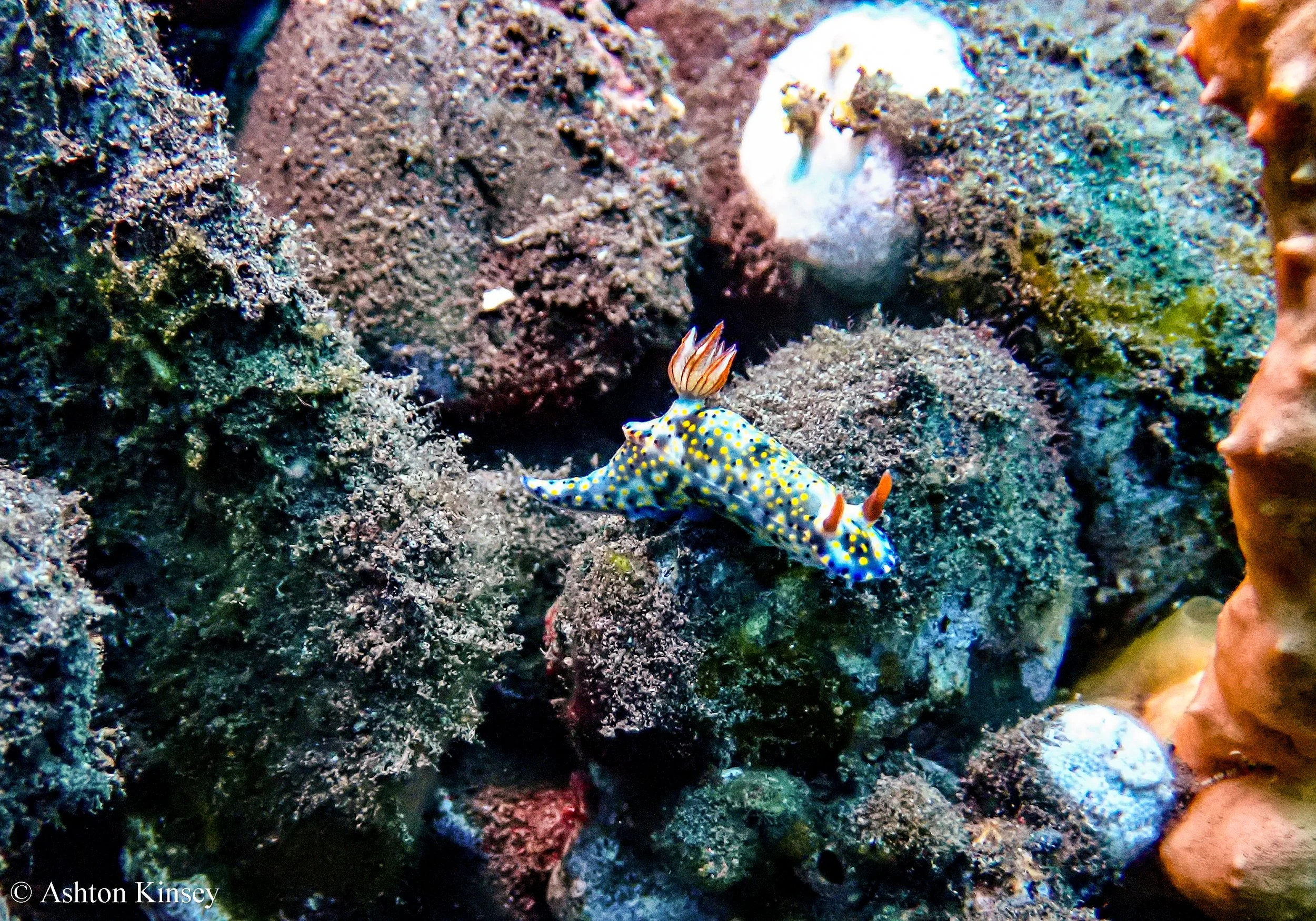 Bali Dive Resort House Reef -12.jpg