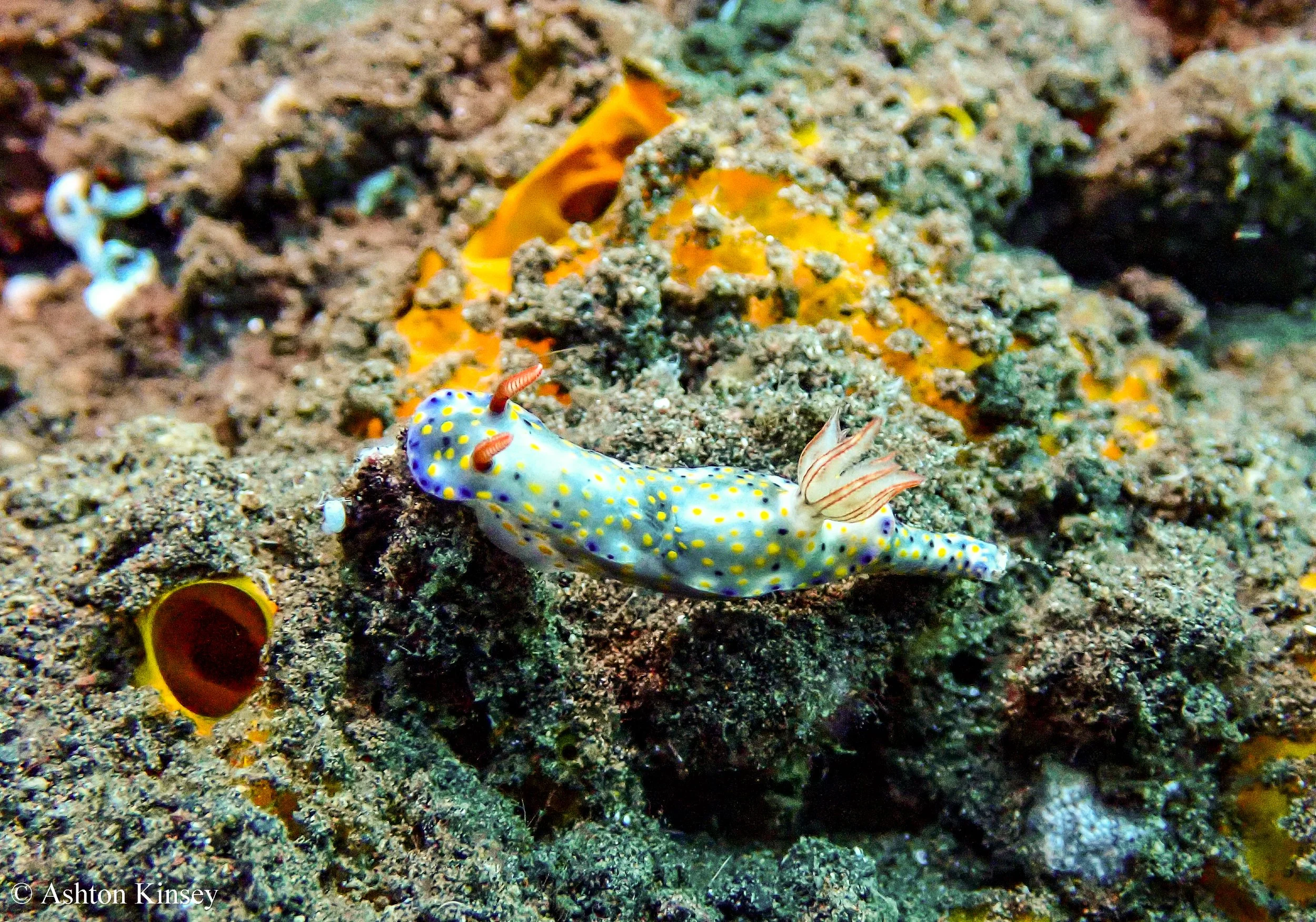Bali Dive Resort House Reef -13.jpg