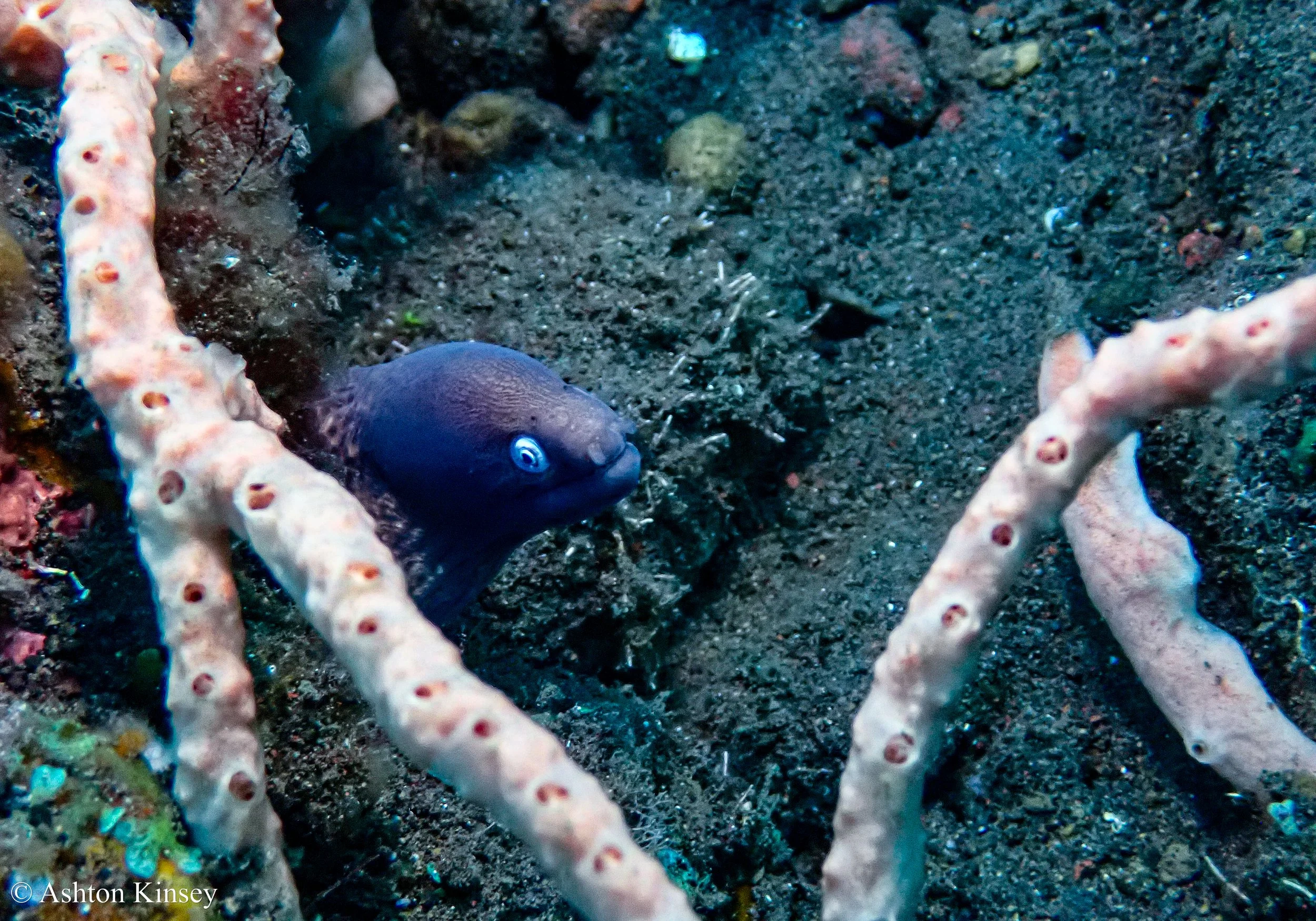 Bali Dive Resort House Reef -14.jpg