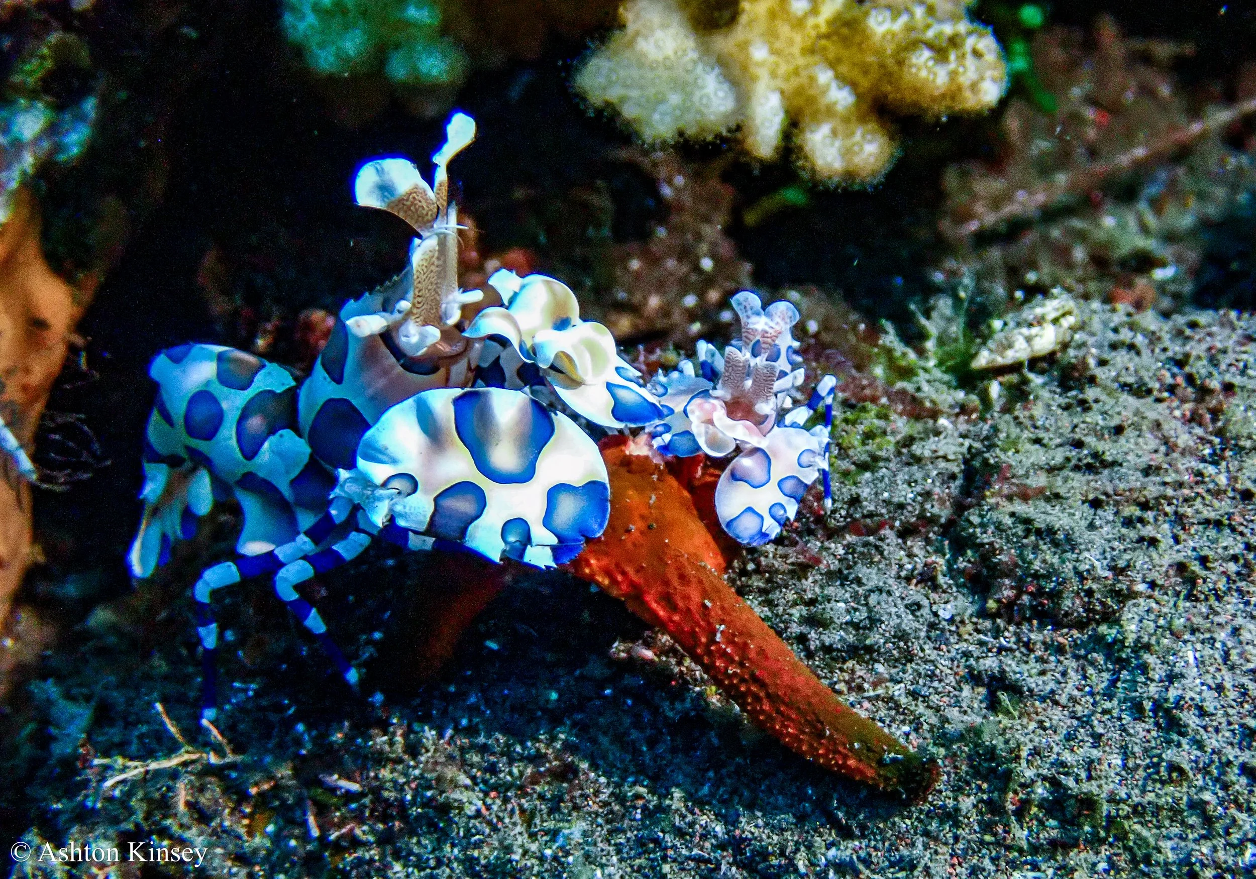 Bali Dive Resort House Reef -15.jpg