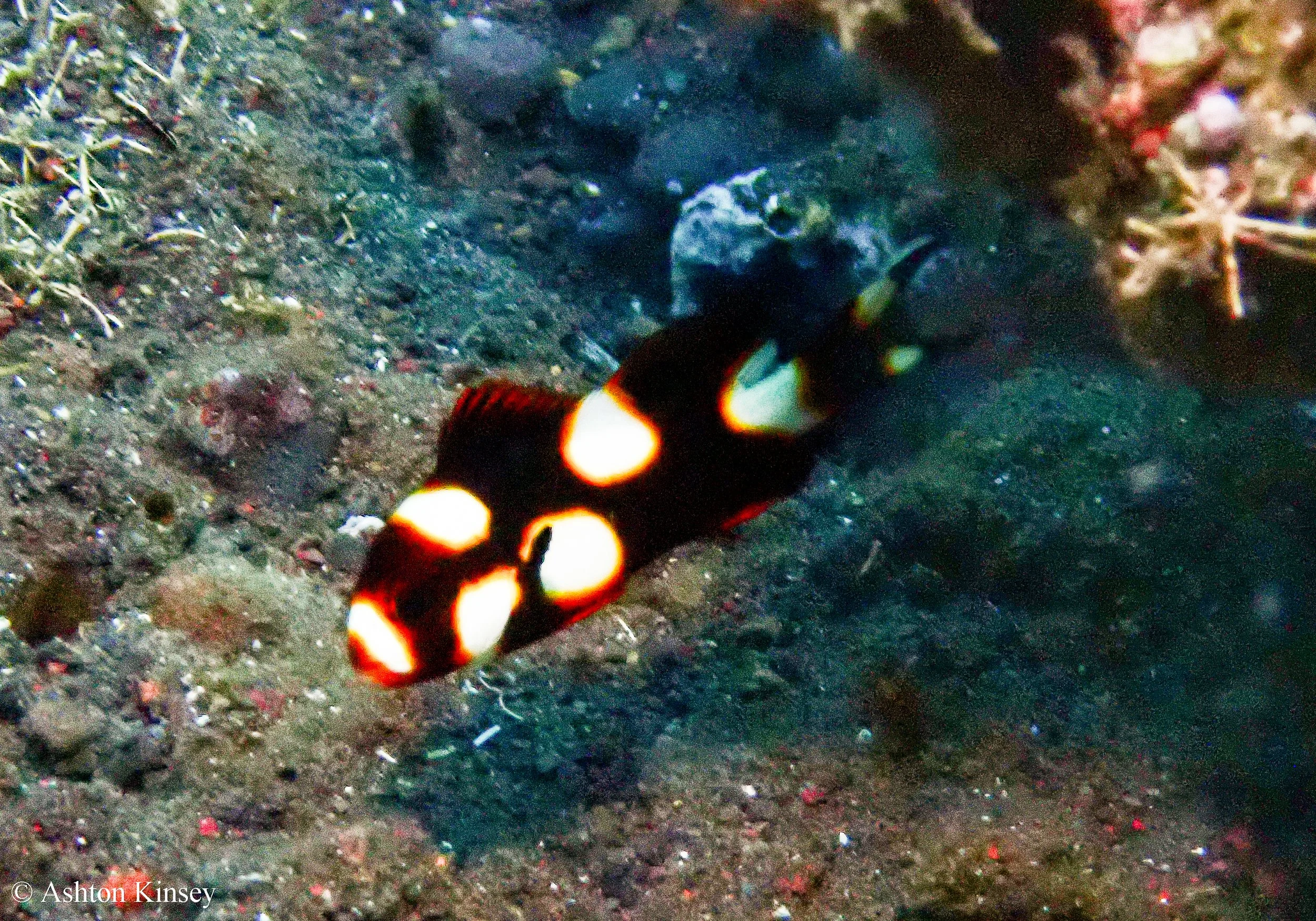 Bali Dive Resort House Reef -16.jpg