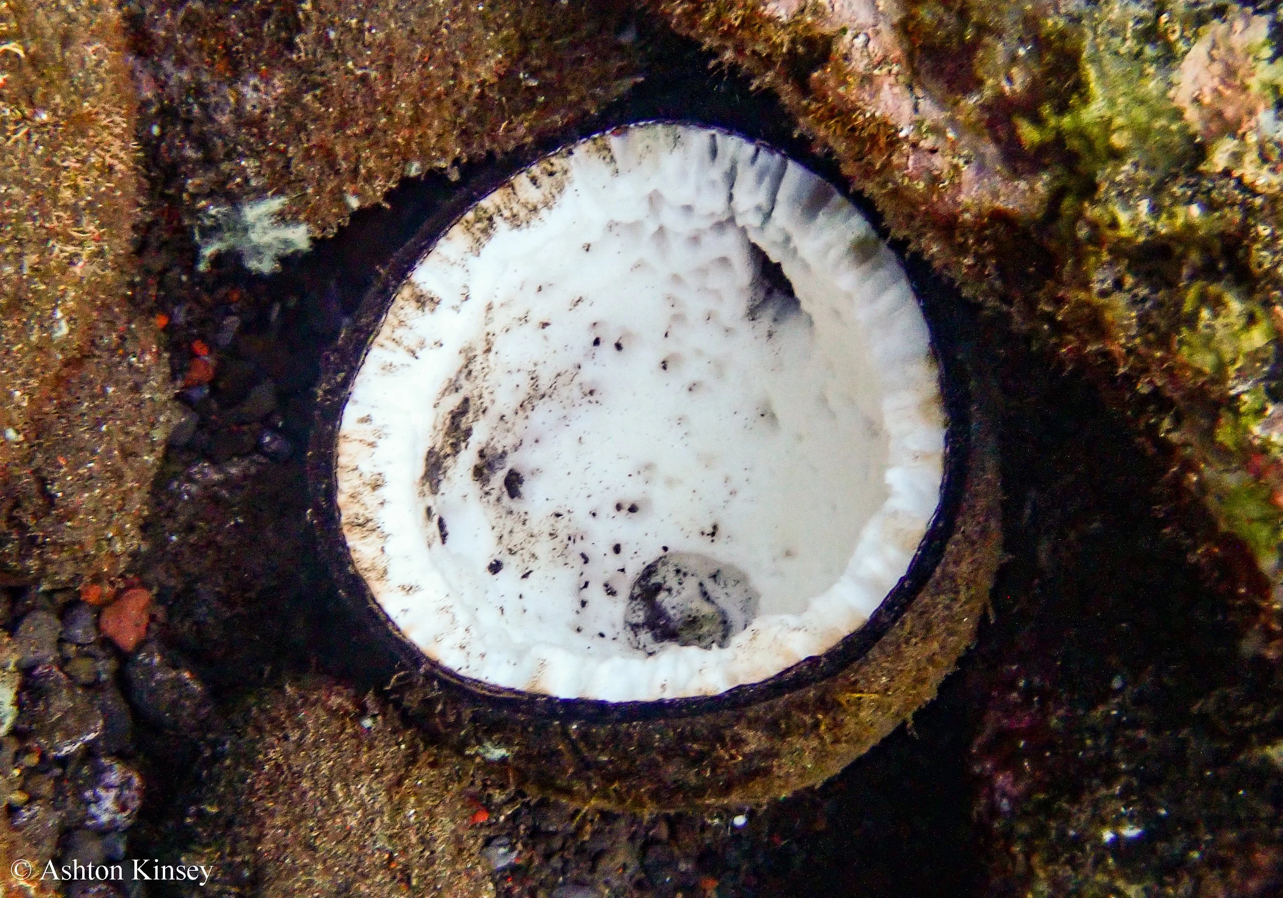 Bali Dive Resort House Reef -17.jpg