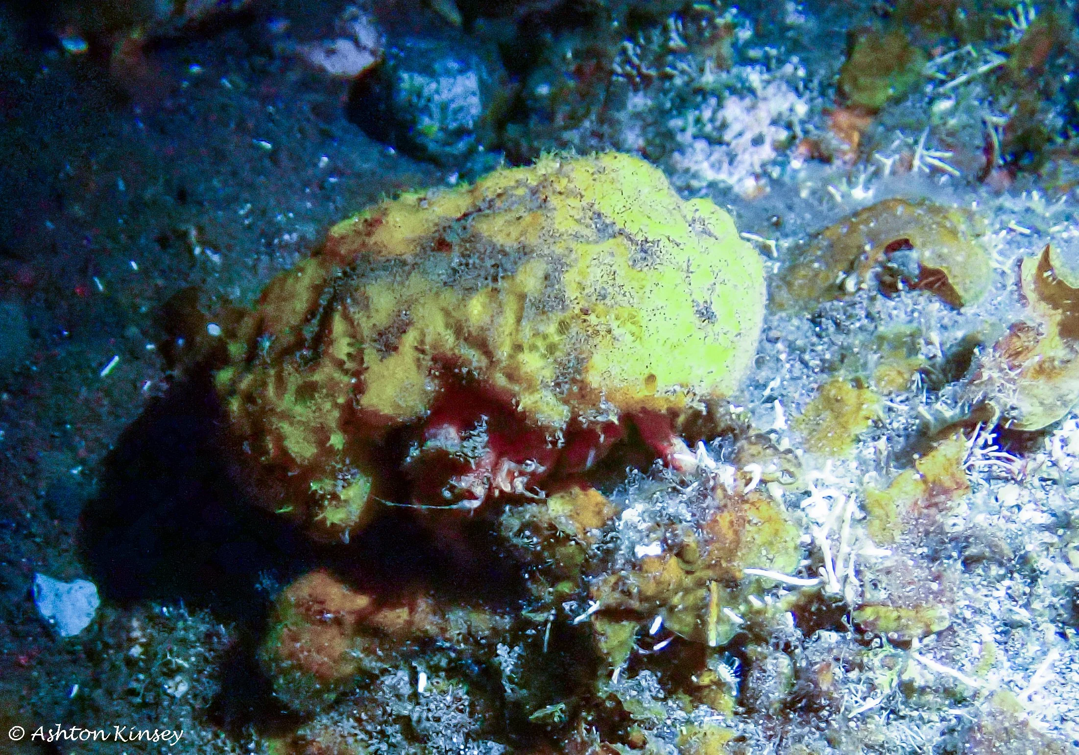 Bali Dive Resort House Reef (Night).jpg