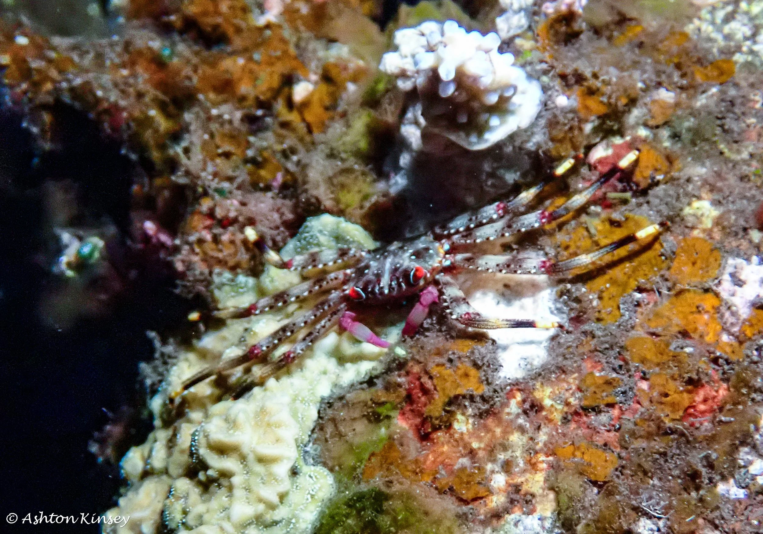 Bali Dive Resort House Reef (Night)-1.jpg
