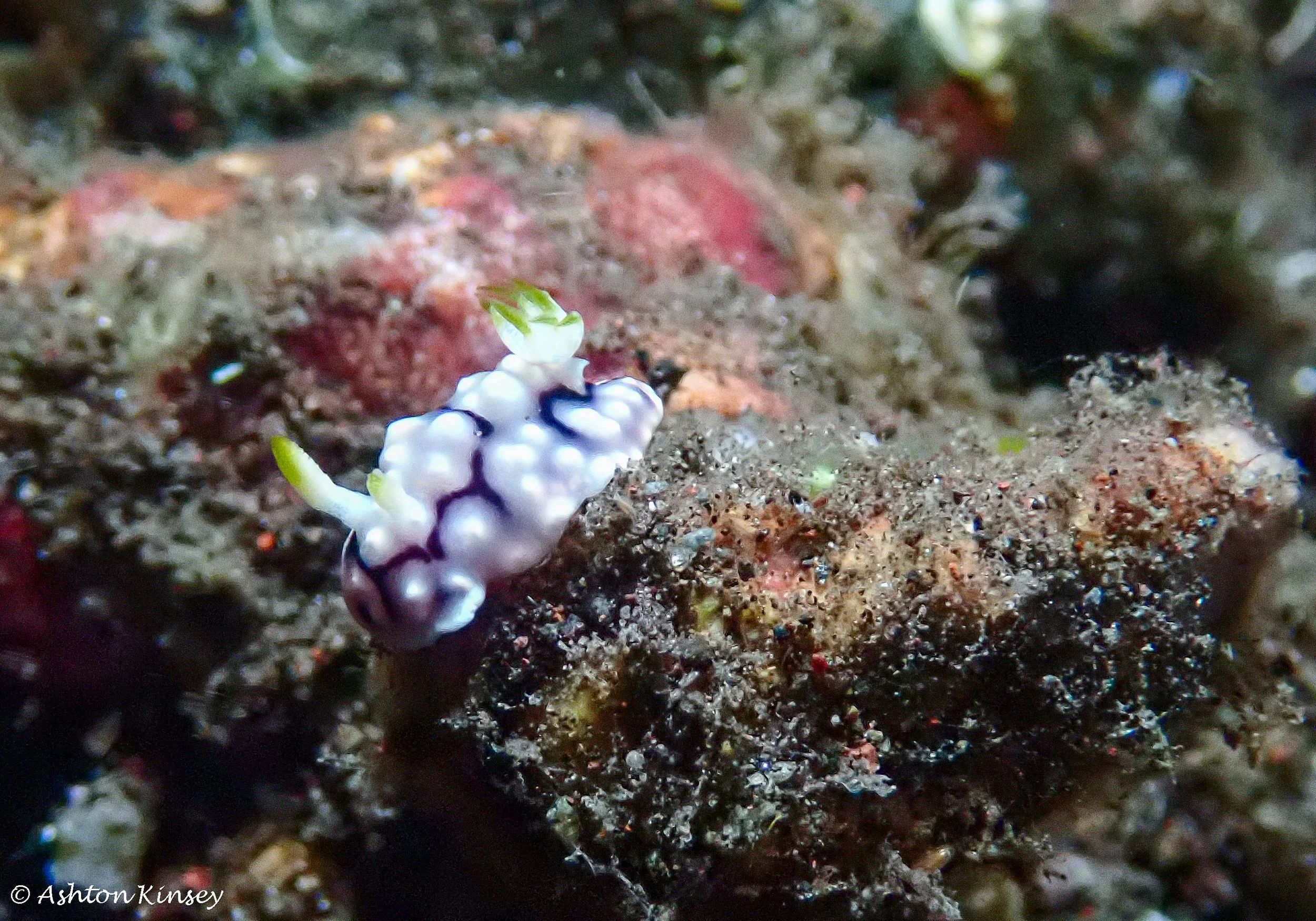 Bali Dive Resort House Reef (Night)-2.jpg