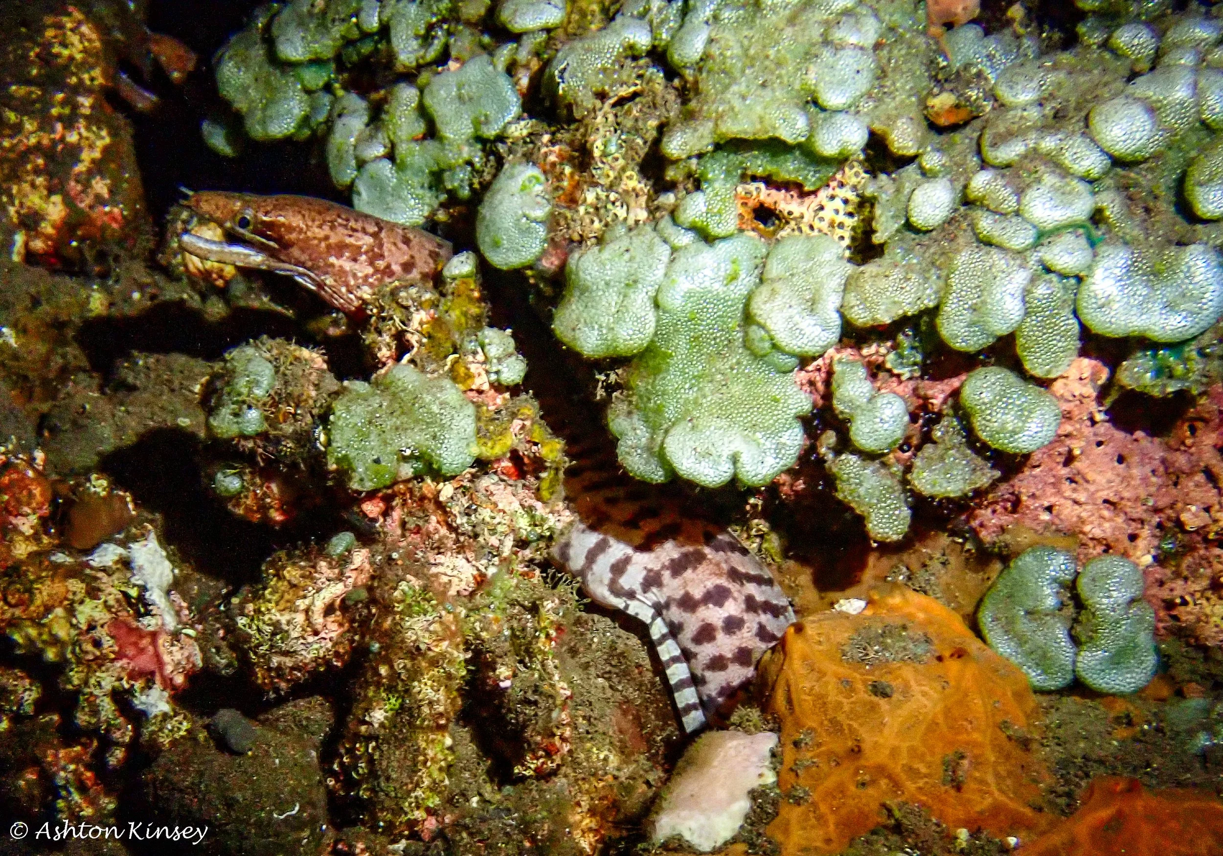 Bali Dive Resort House Reef (Night)-3.jpg