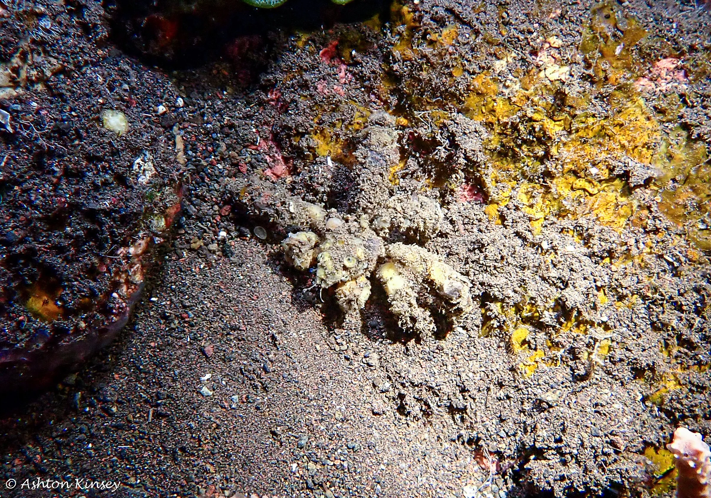 Bali Dive Resort House Reef (Night)-4.jpg