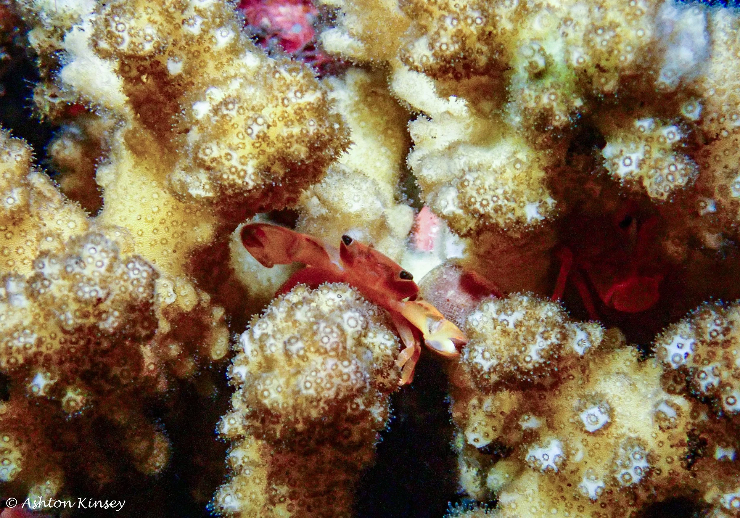 Bali Dive Resort House Reef (Night)-5.jpg