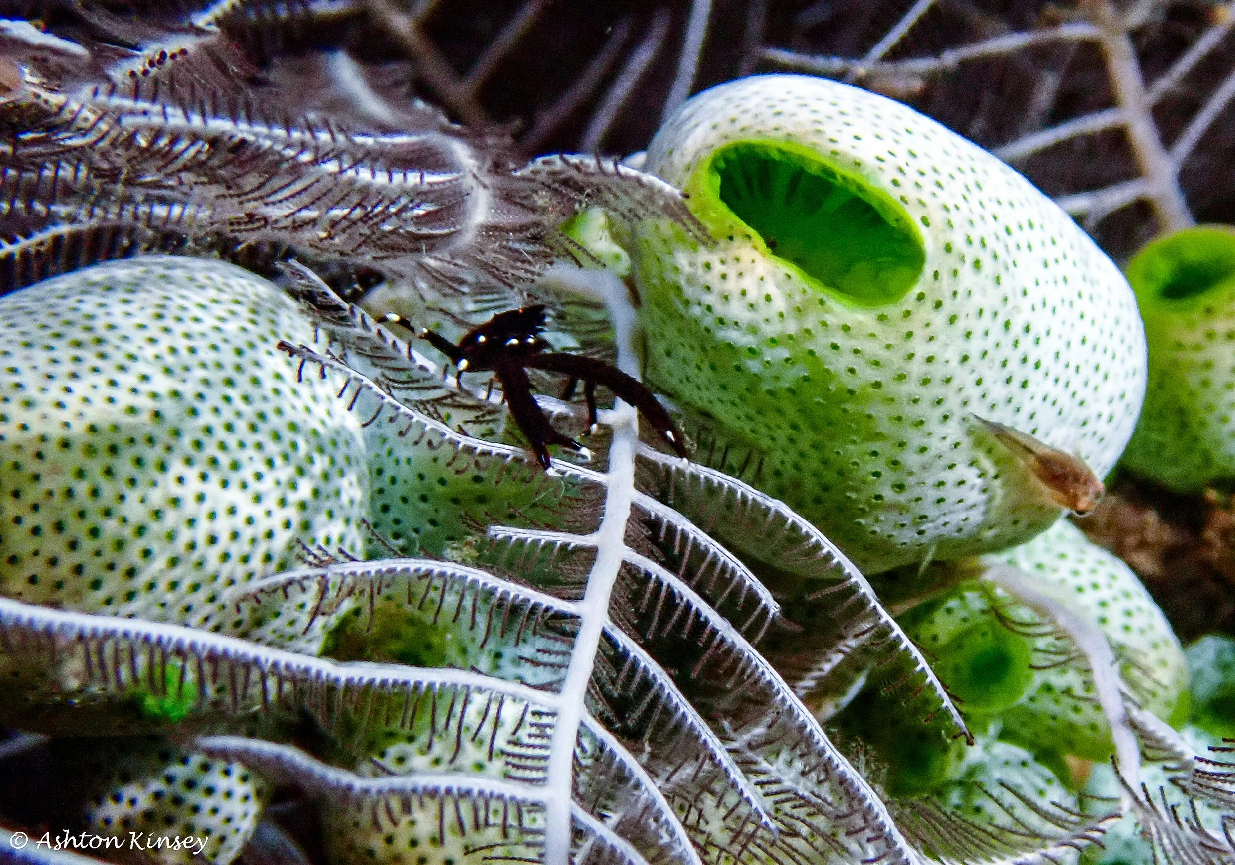 Bali Dive Resort House Reef (Night)-6.jpg