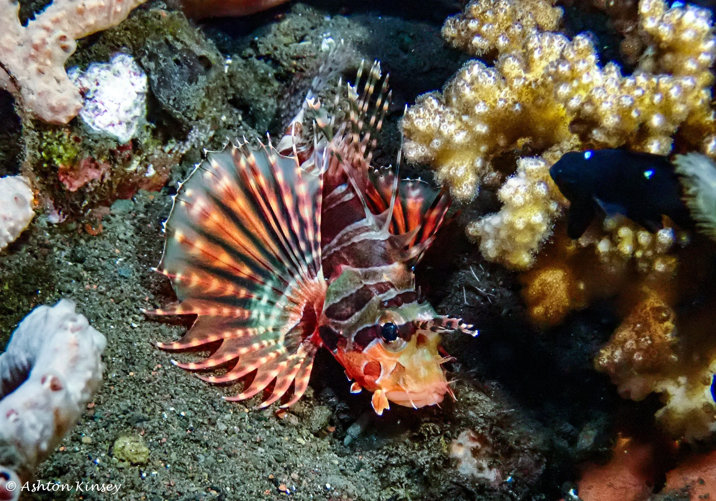 Bali Dive Resort House Reef (Night)-7.jpg