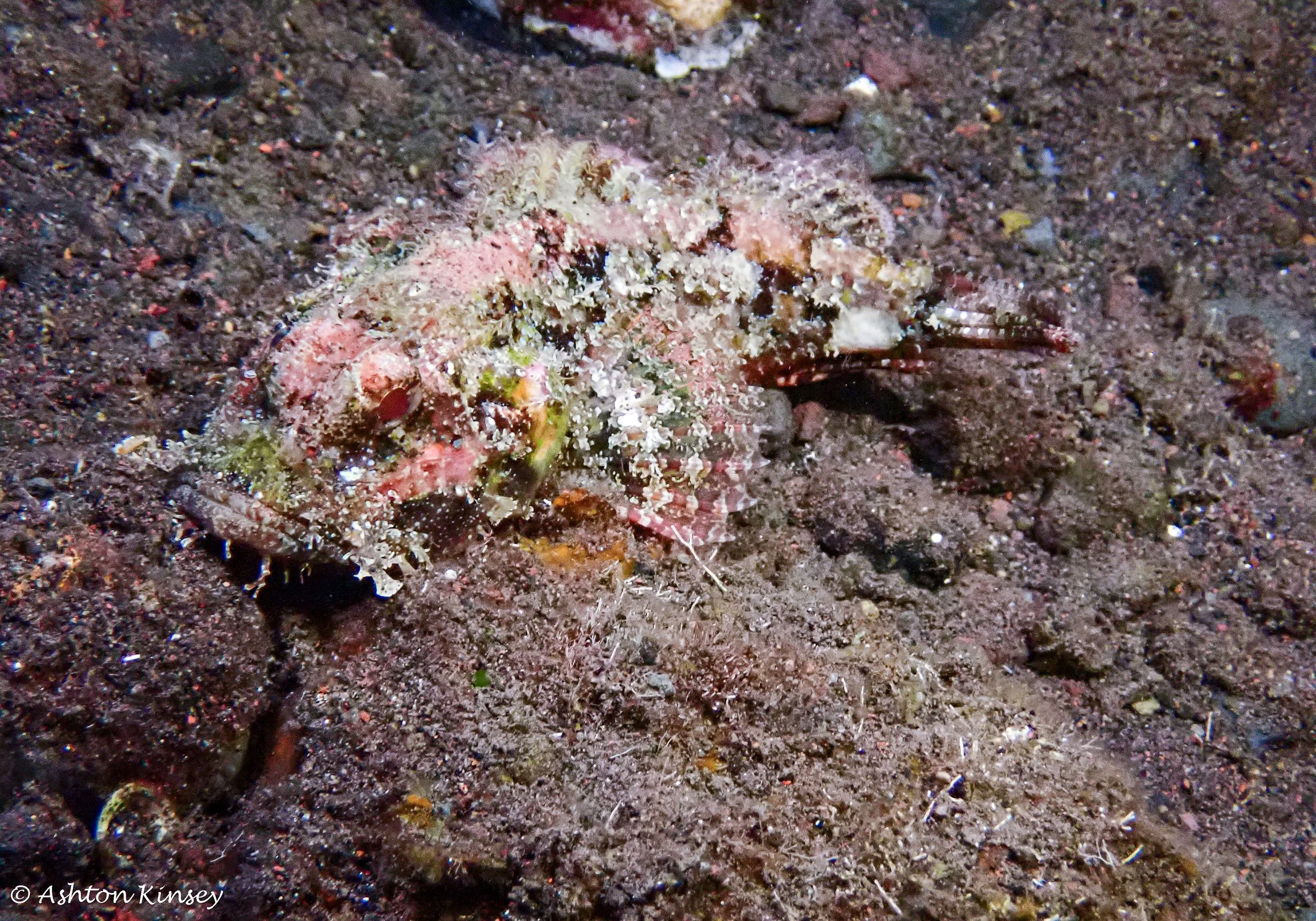 Bali Dive Resort House Reef (Night)-8.jpg
