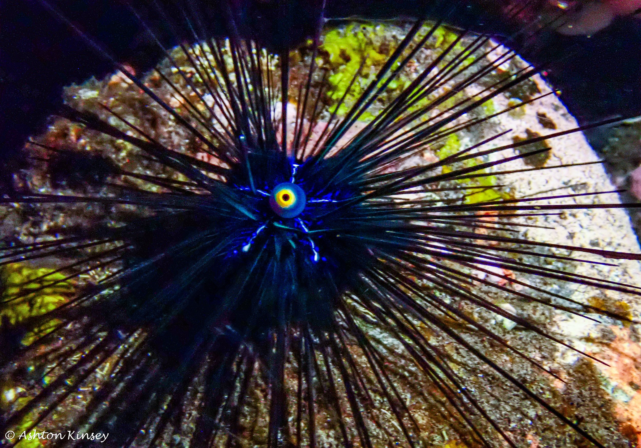 Bali Dive Resort House Reef (Night)-9.jpg