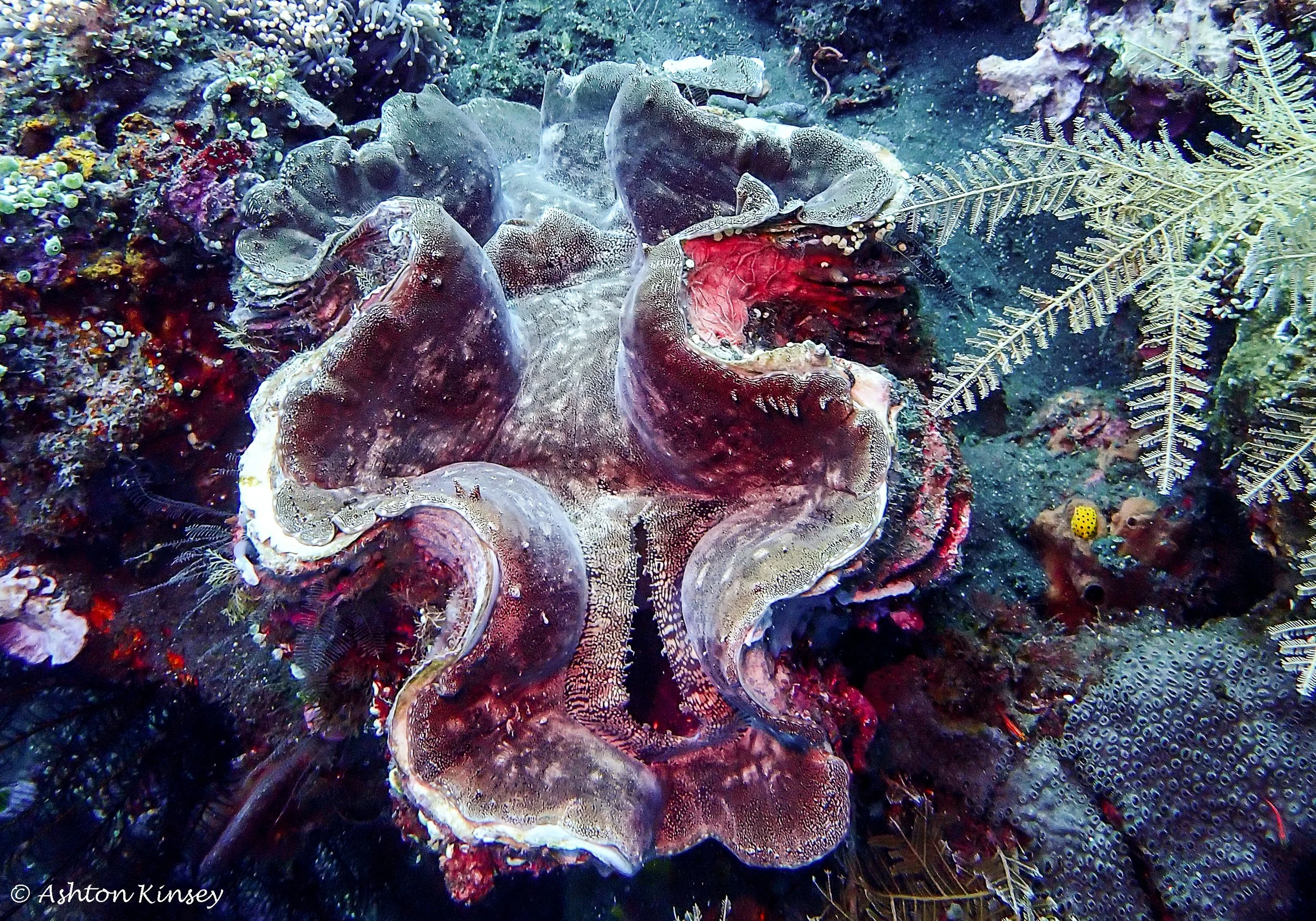 USAT Liberty Wreck.jpg