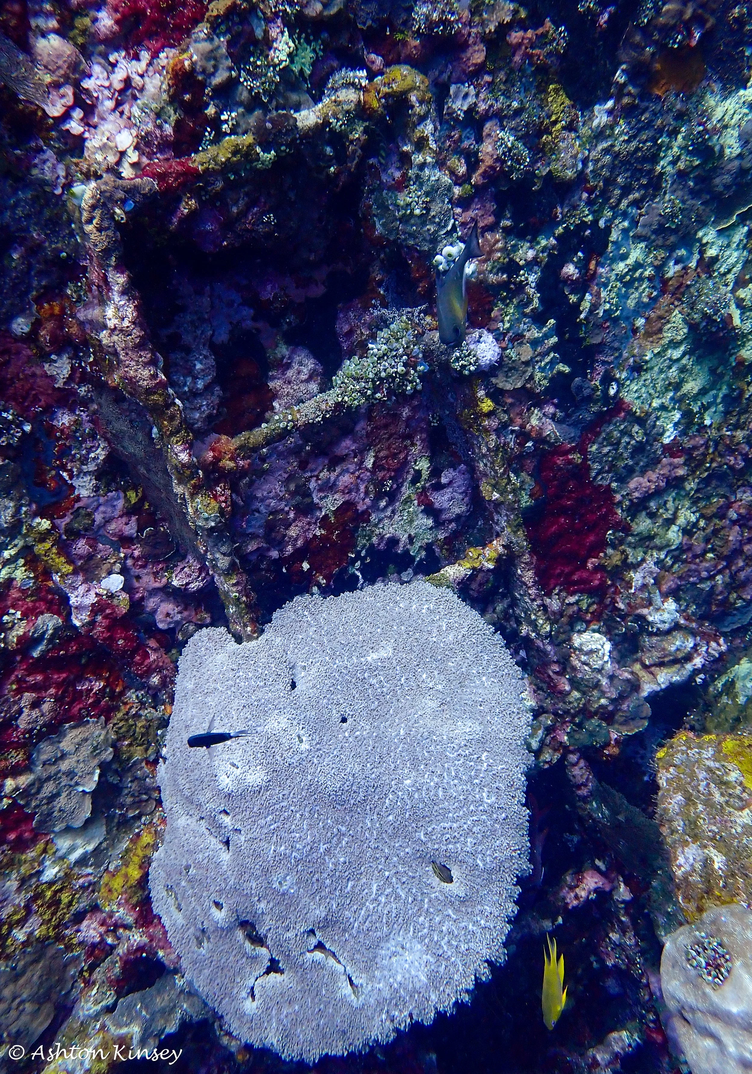 USAT Liberty Wreck-3.jpg