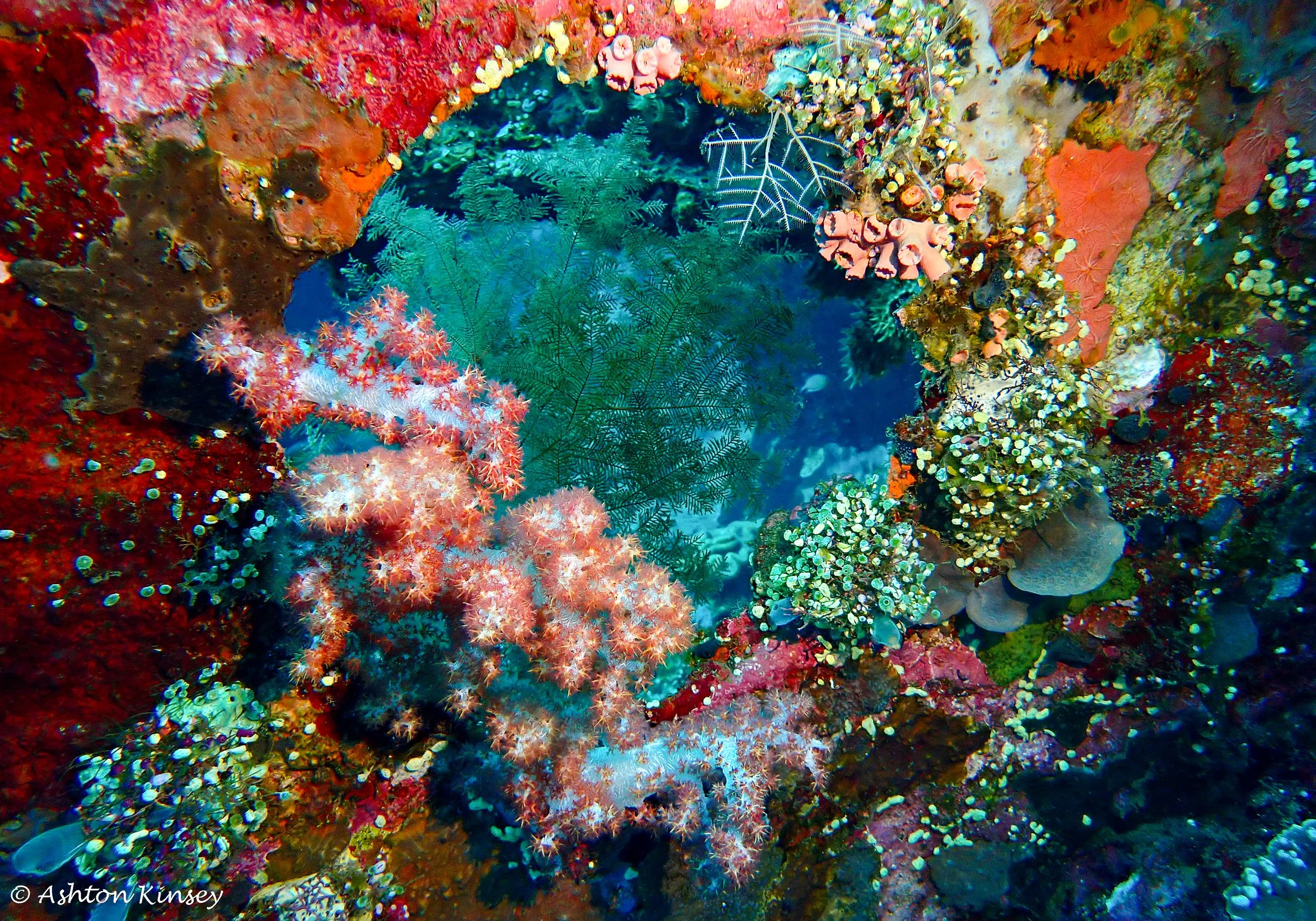 USAT Liberty Wreck-6.jpg