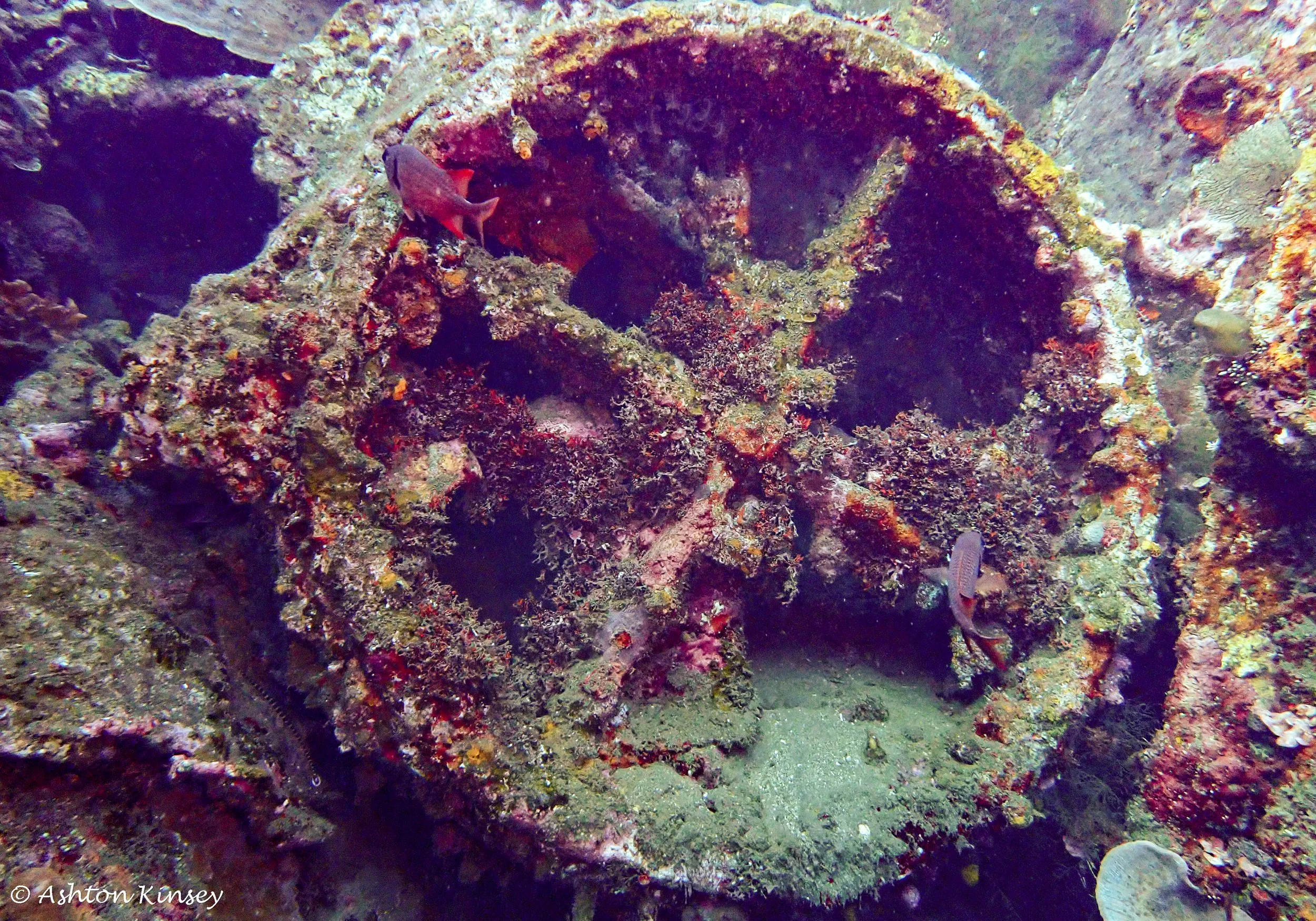 USAT Liberty Wreck-8.jpg