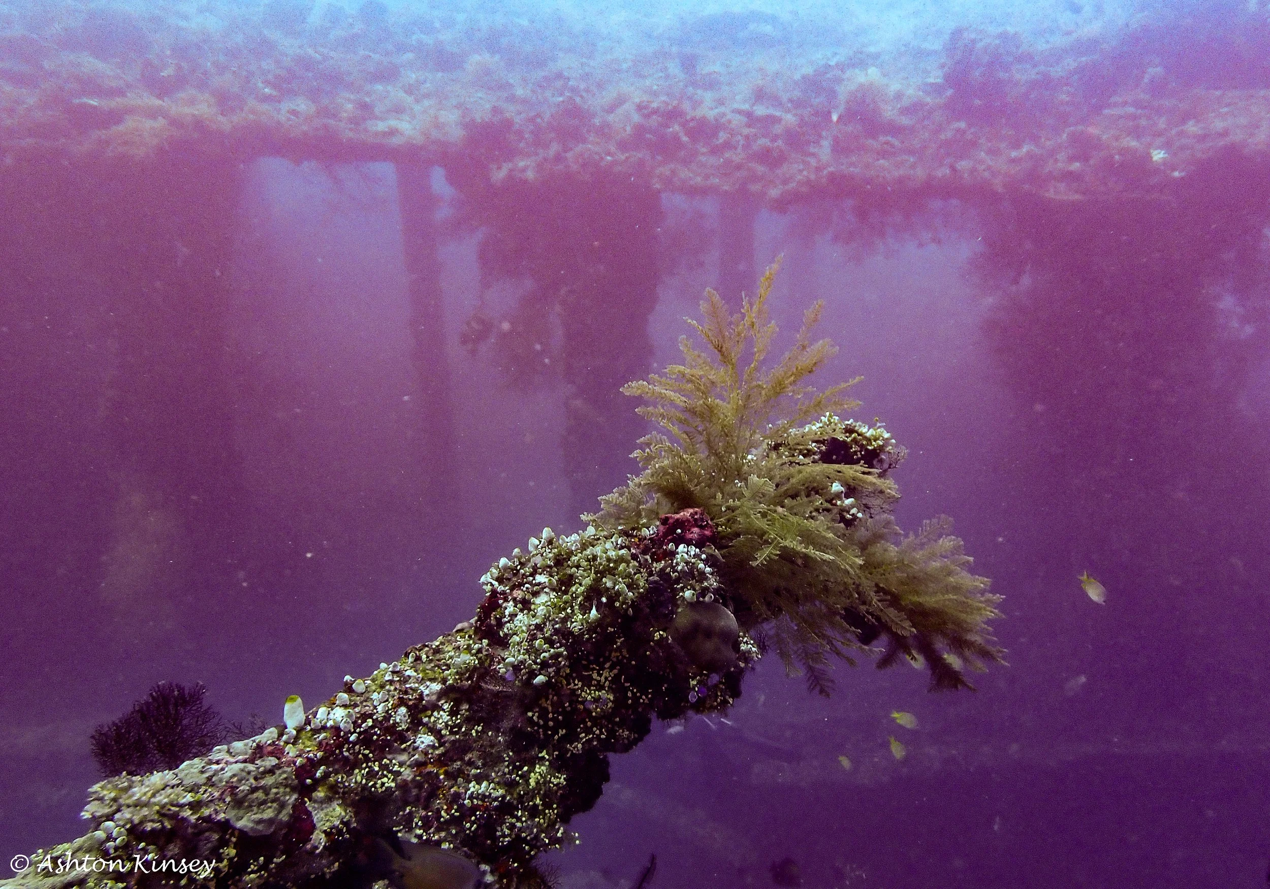USAT Liberty Wreck-10.jpg