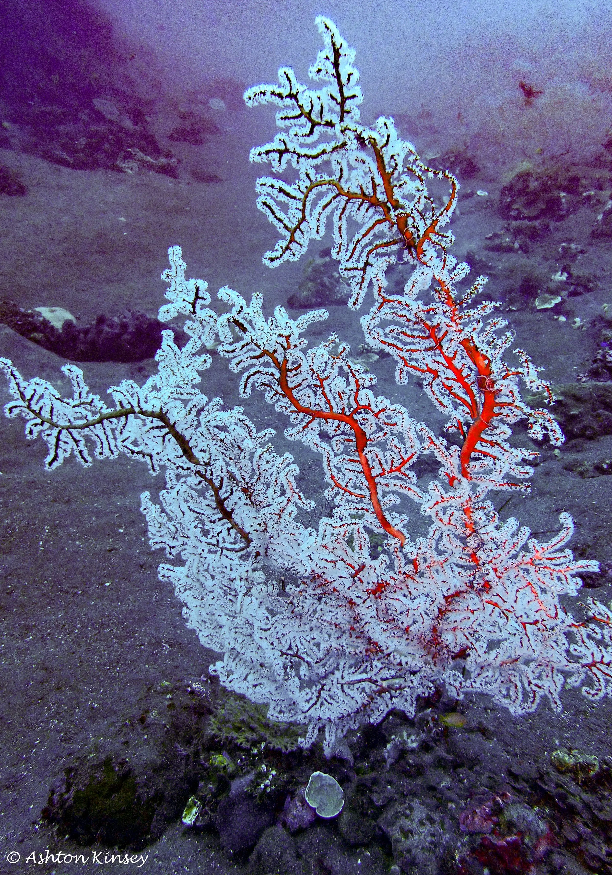 USAT Liberty Wreck-12.jpg