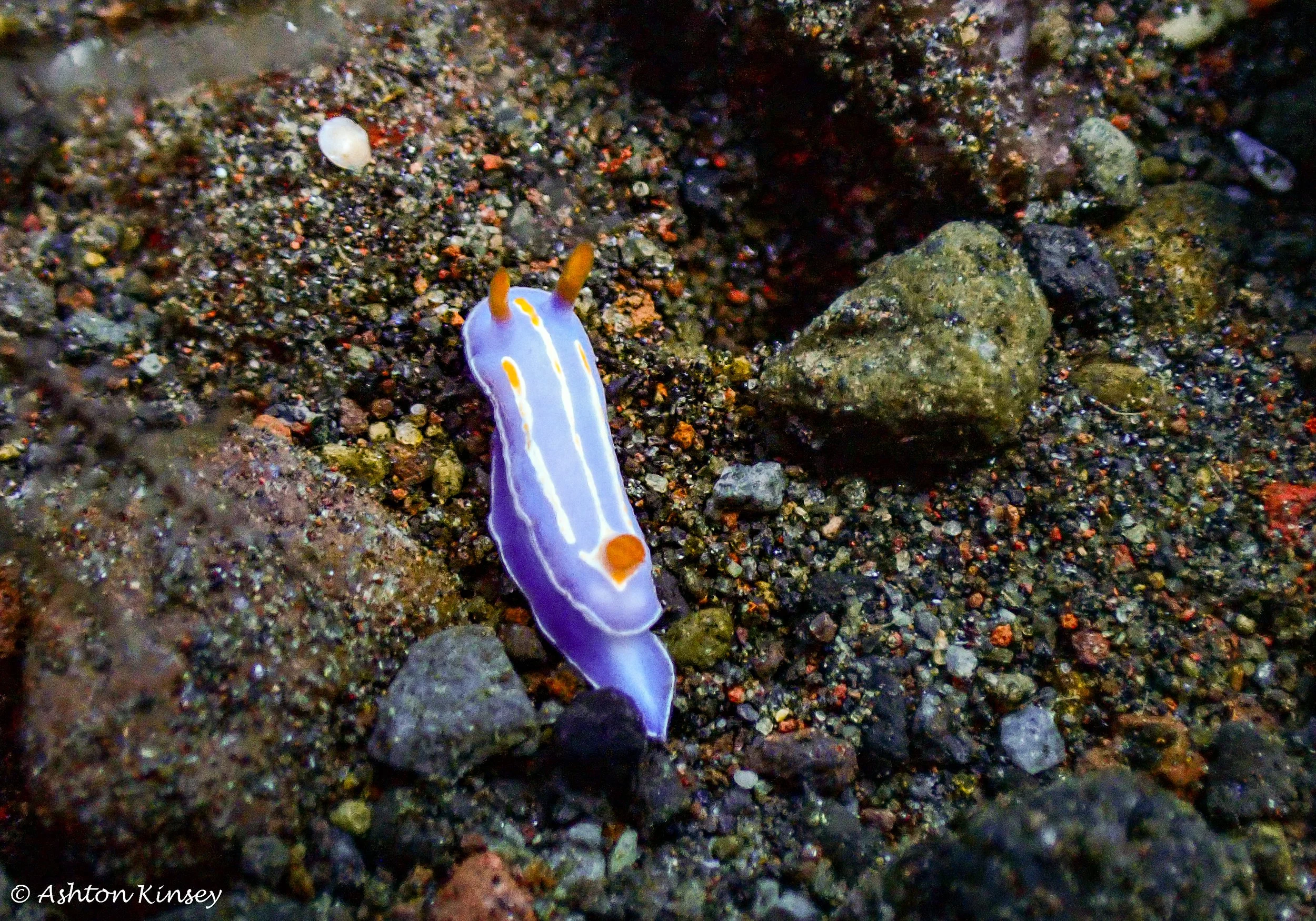 Hi Blue Bali House Reef -1.jpg