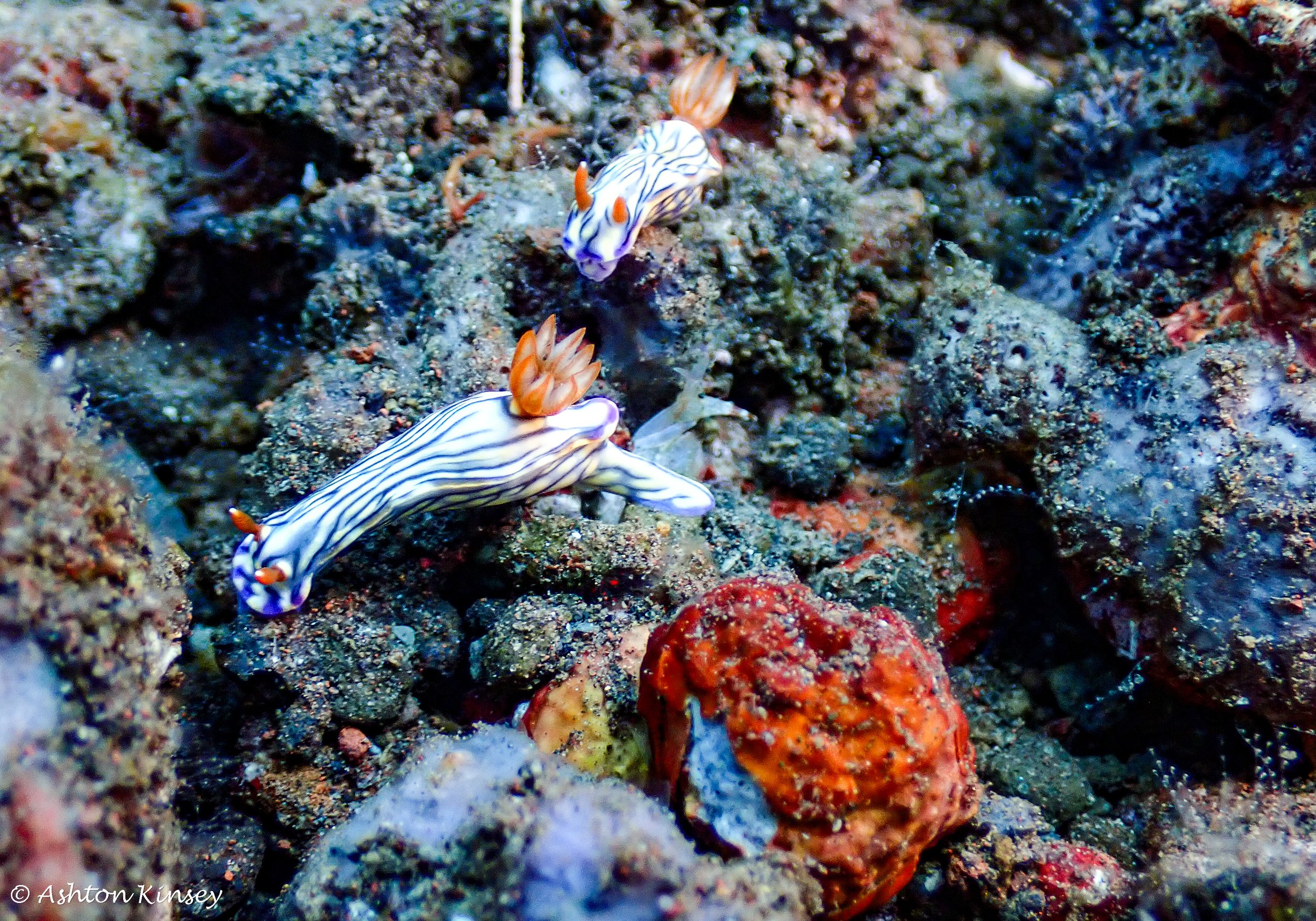 Hi Blue Bali House Reef .jpg