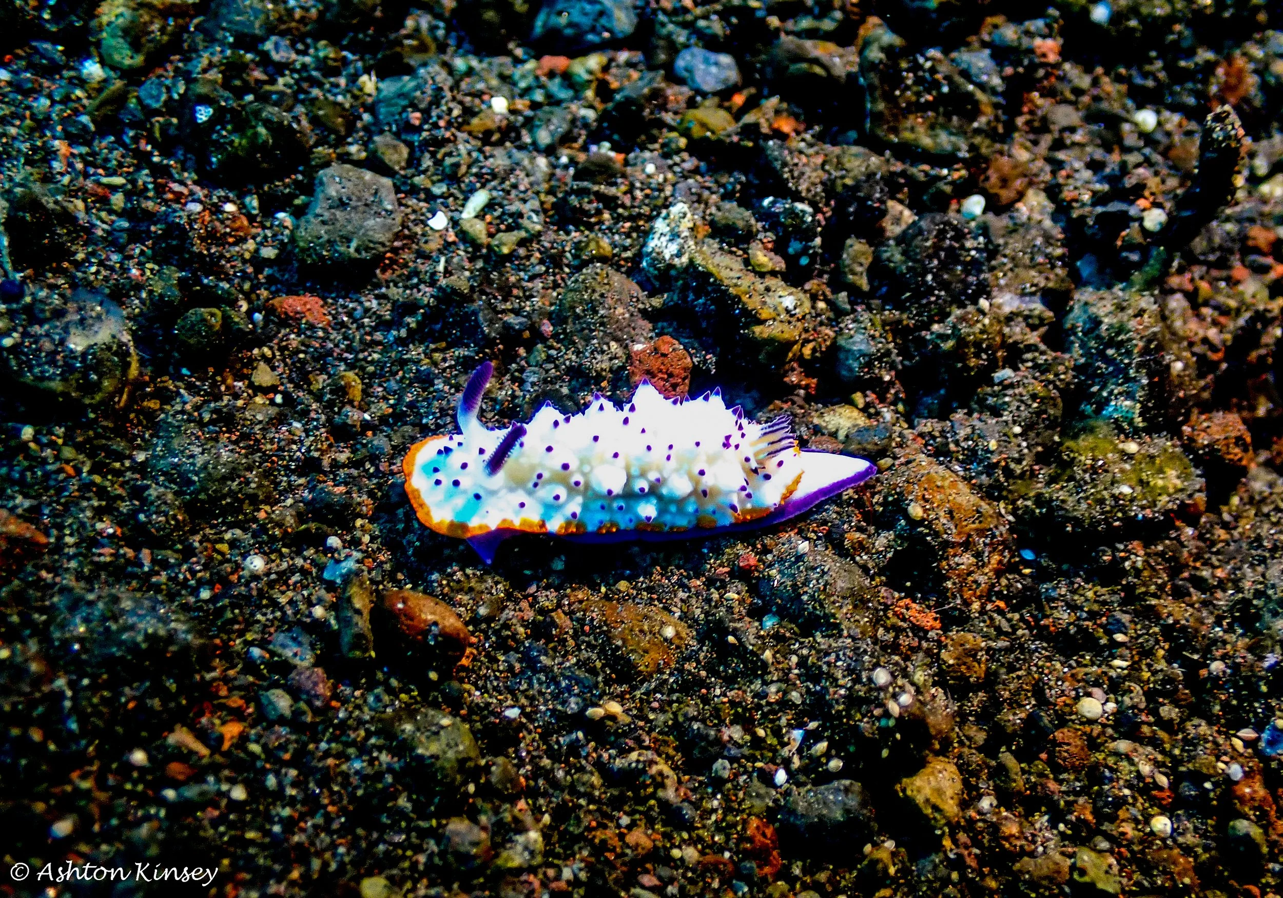 Hi Blue Bali House Reef -1-2.jpg
