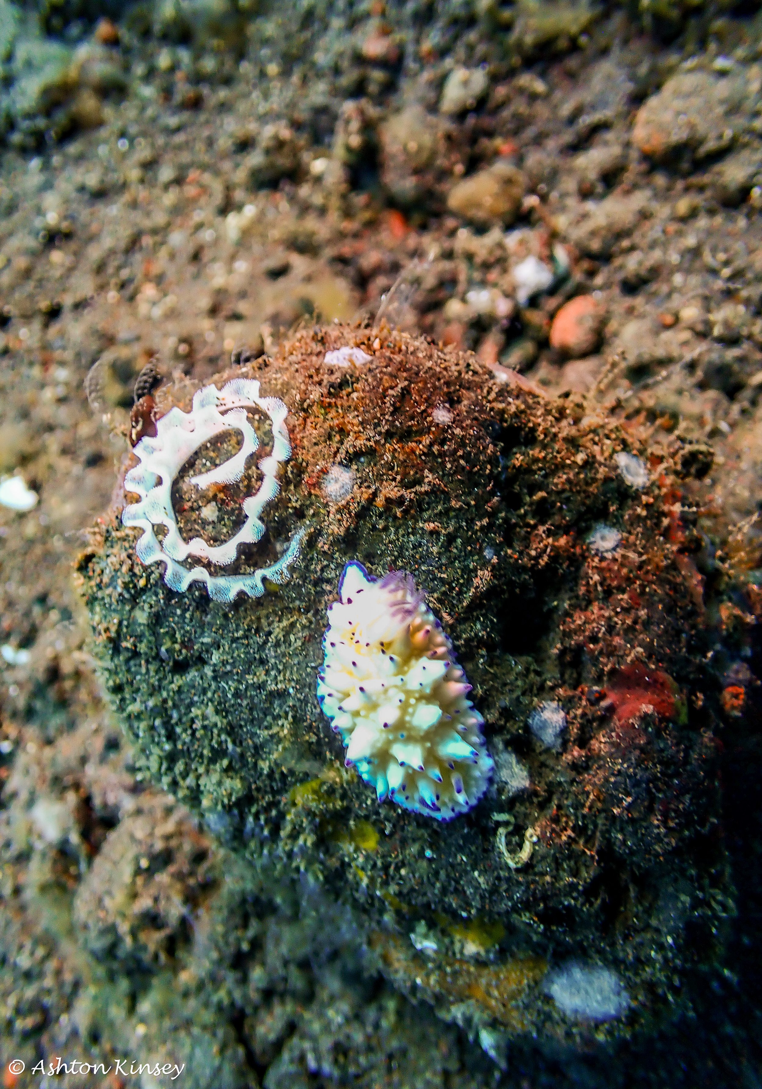 Hi Blue Bali House Reef -2.jpg