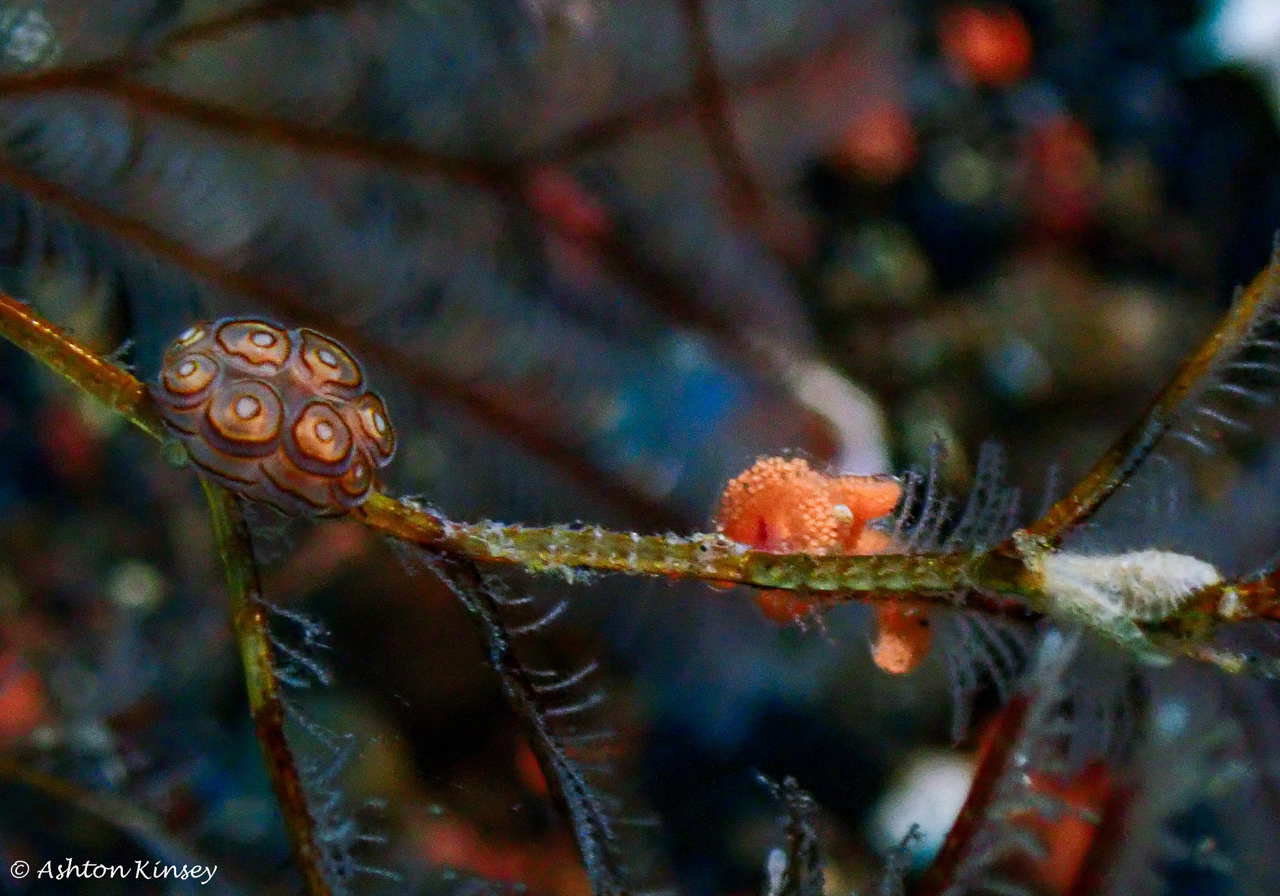 Hi Blue Bali House Reef -2-2.jpg