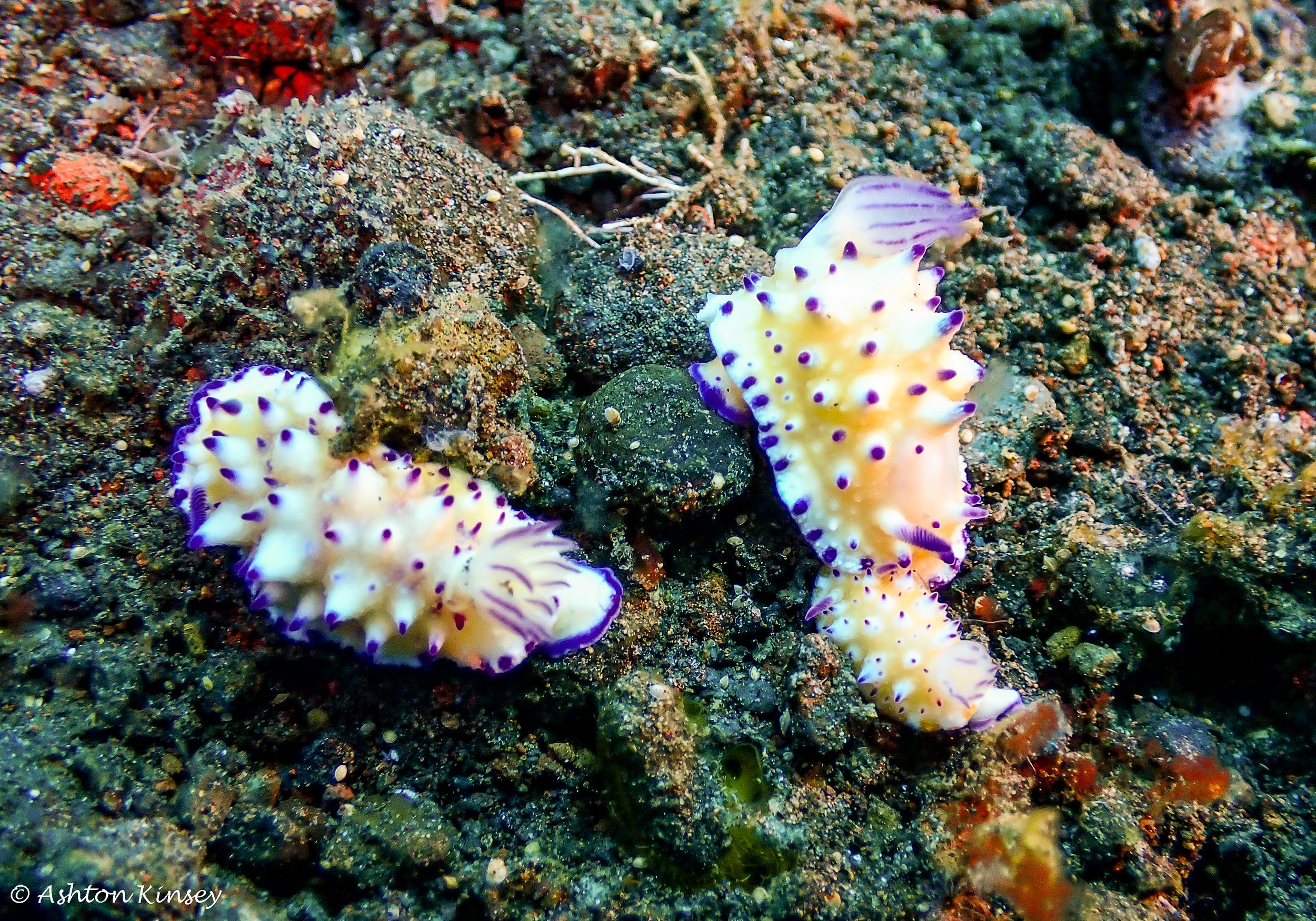 Hi Blue Bali House Reef -3.jpg