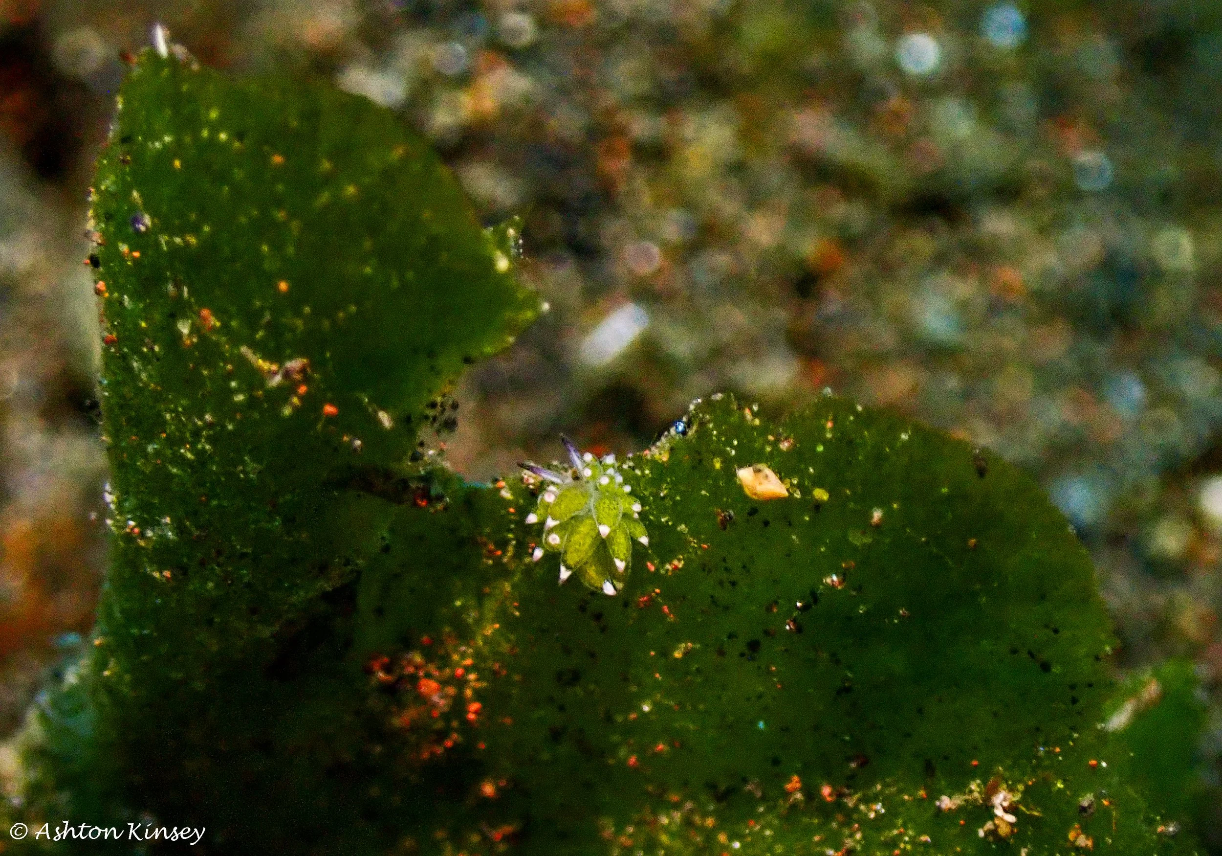 Hi Blue Bali House Reef -3-2.jpg