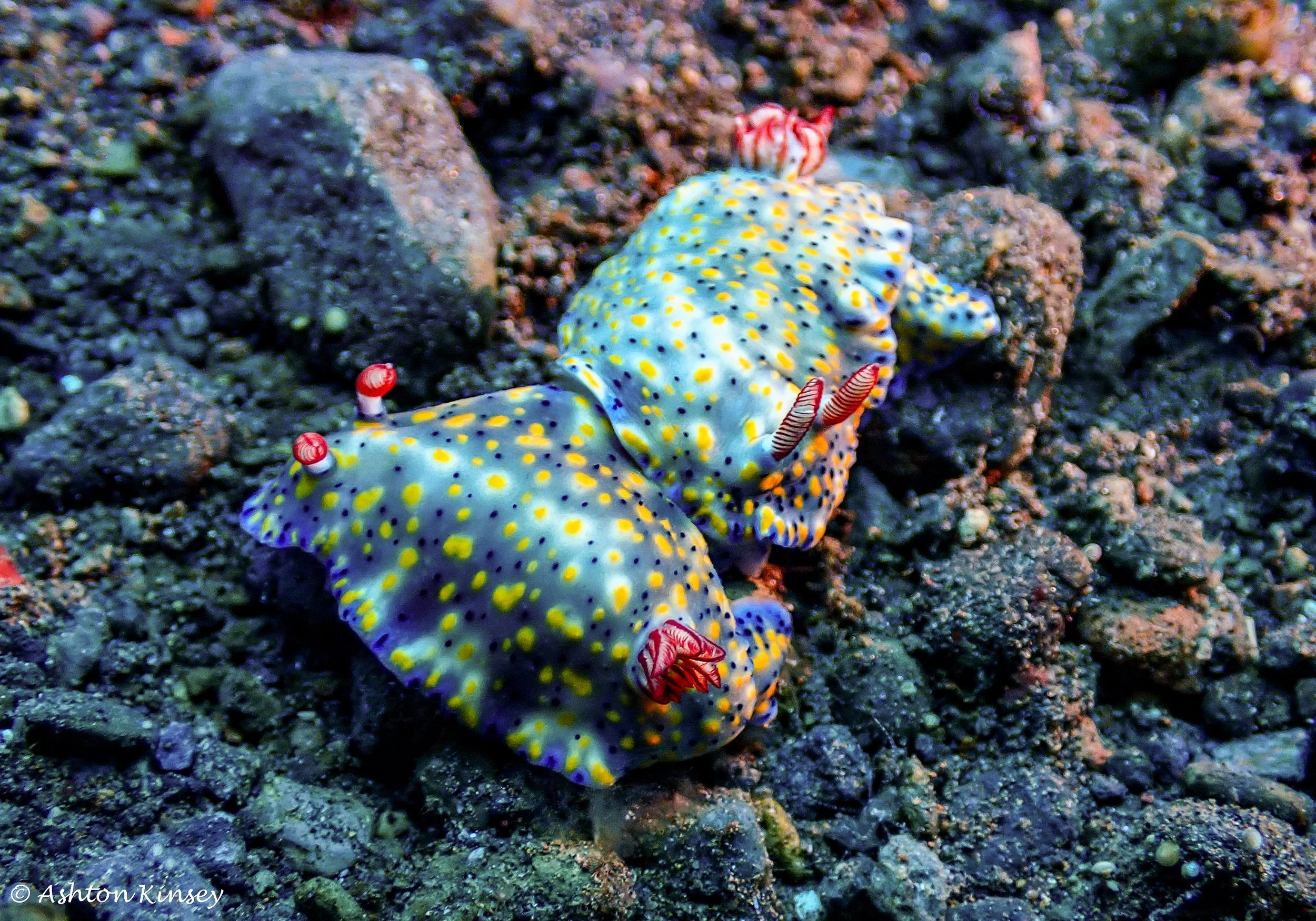 Hi Blue Bali House Reef -4-2.jpg