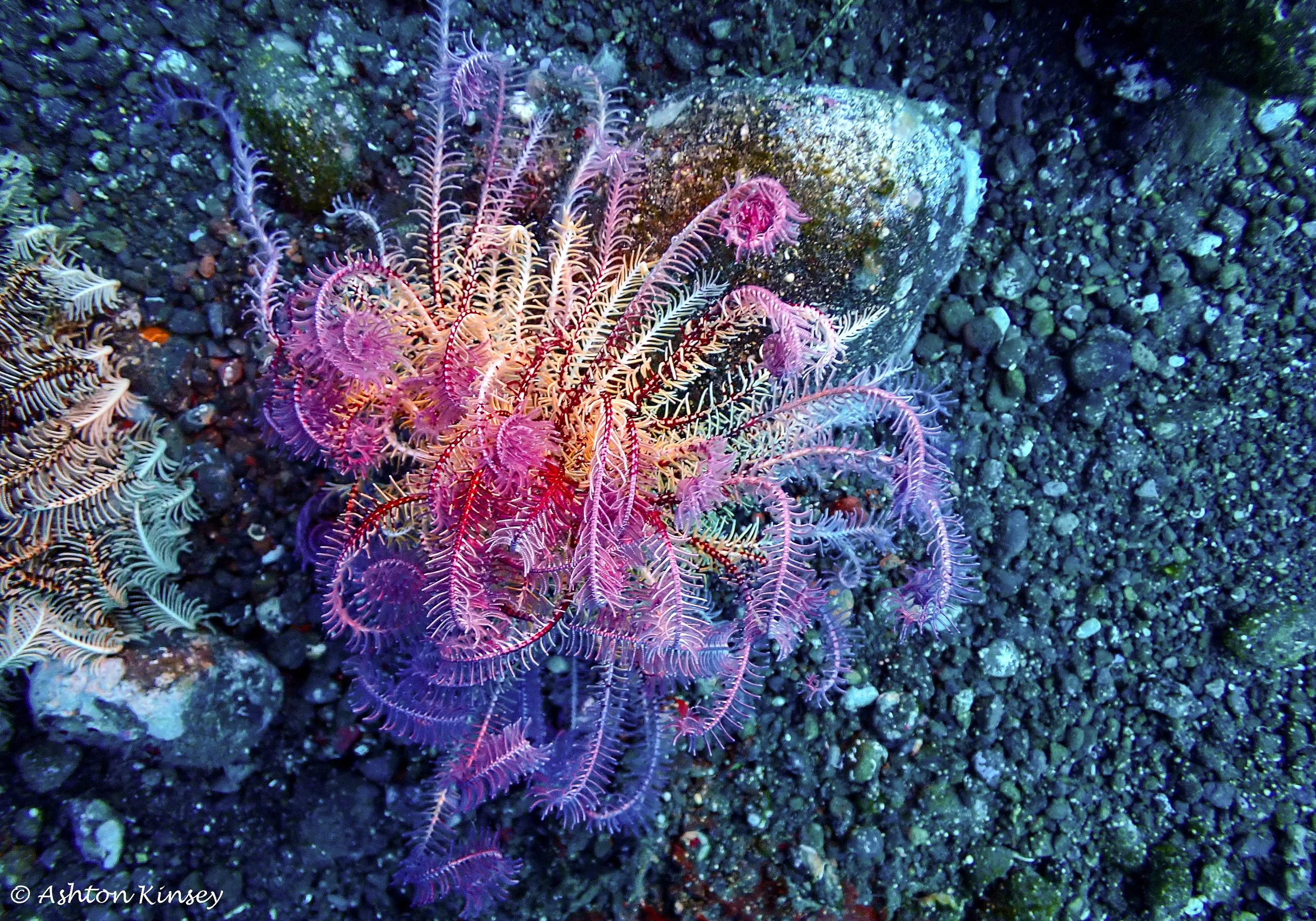 Hi Blue Bali House Reef -4.jpg
