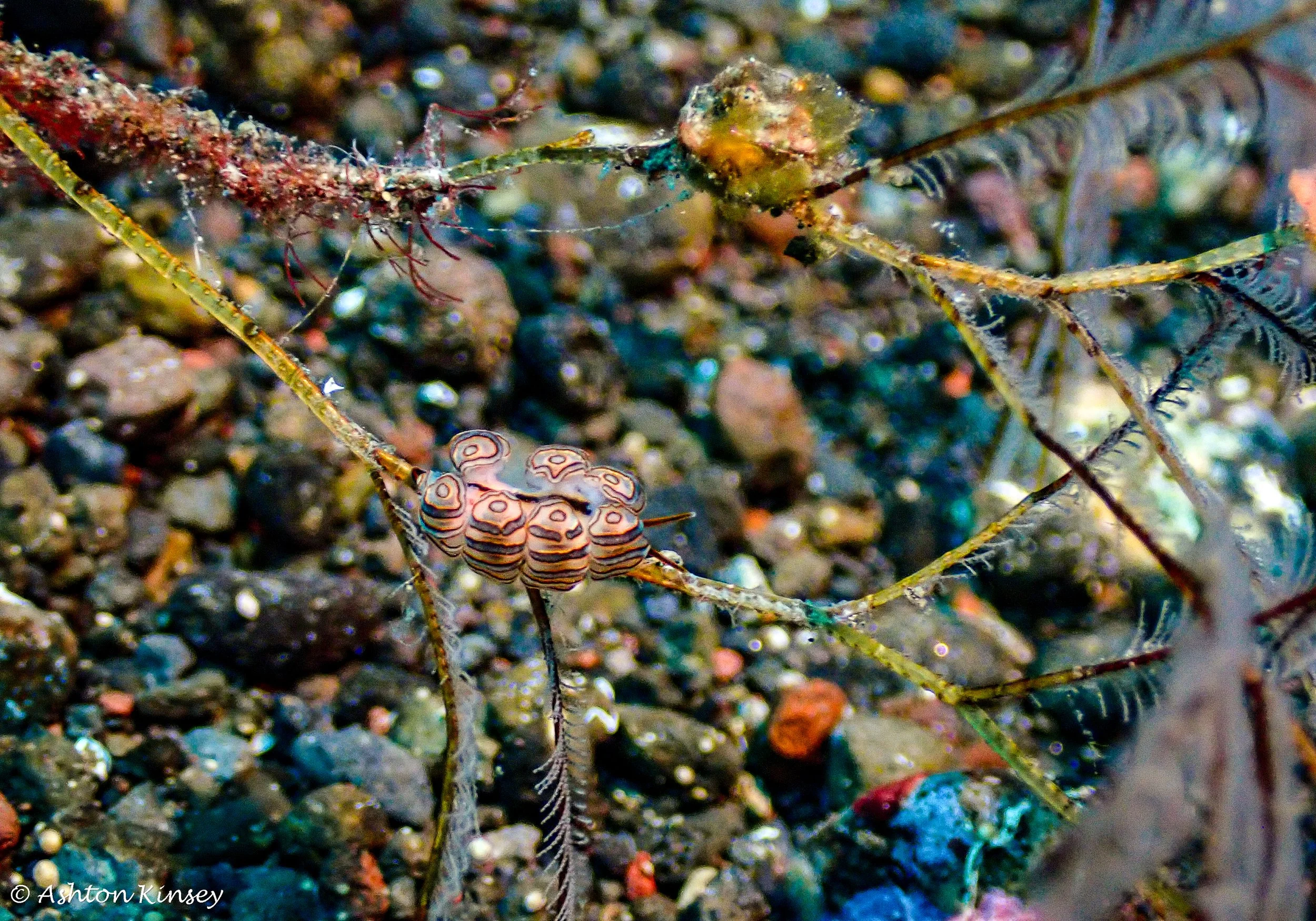 Hi Blue Bali House Reef -5.jpg