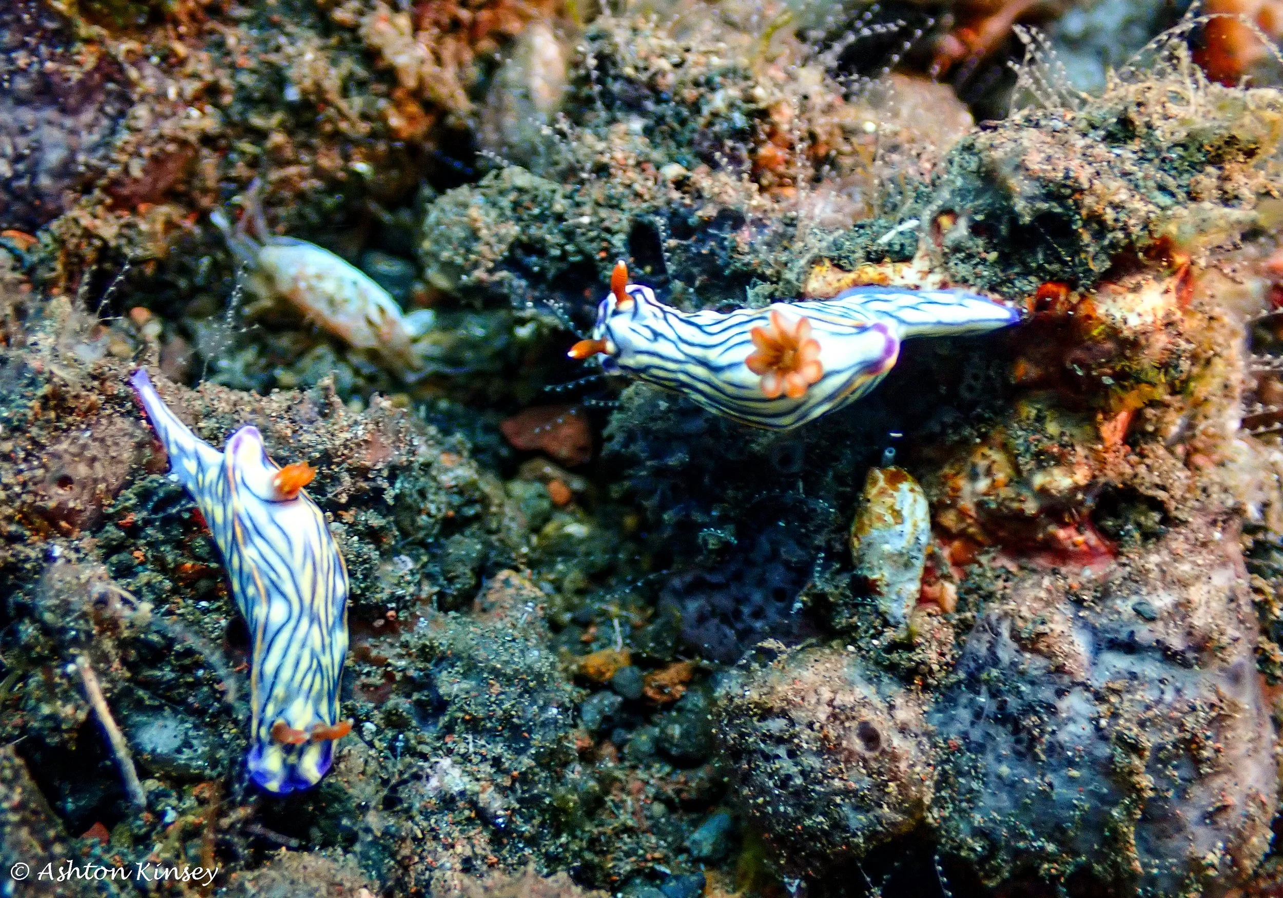 Hi Blue Bali House Reef -5-2.jpg