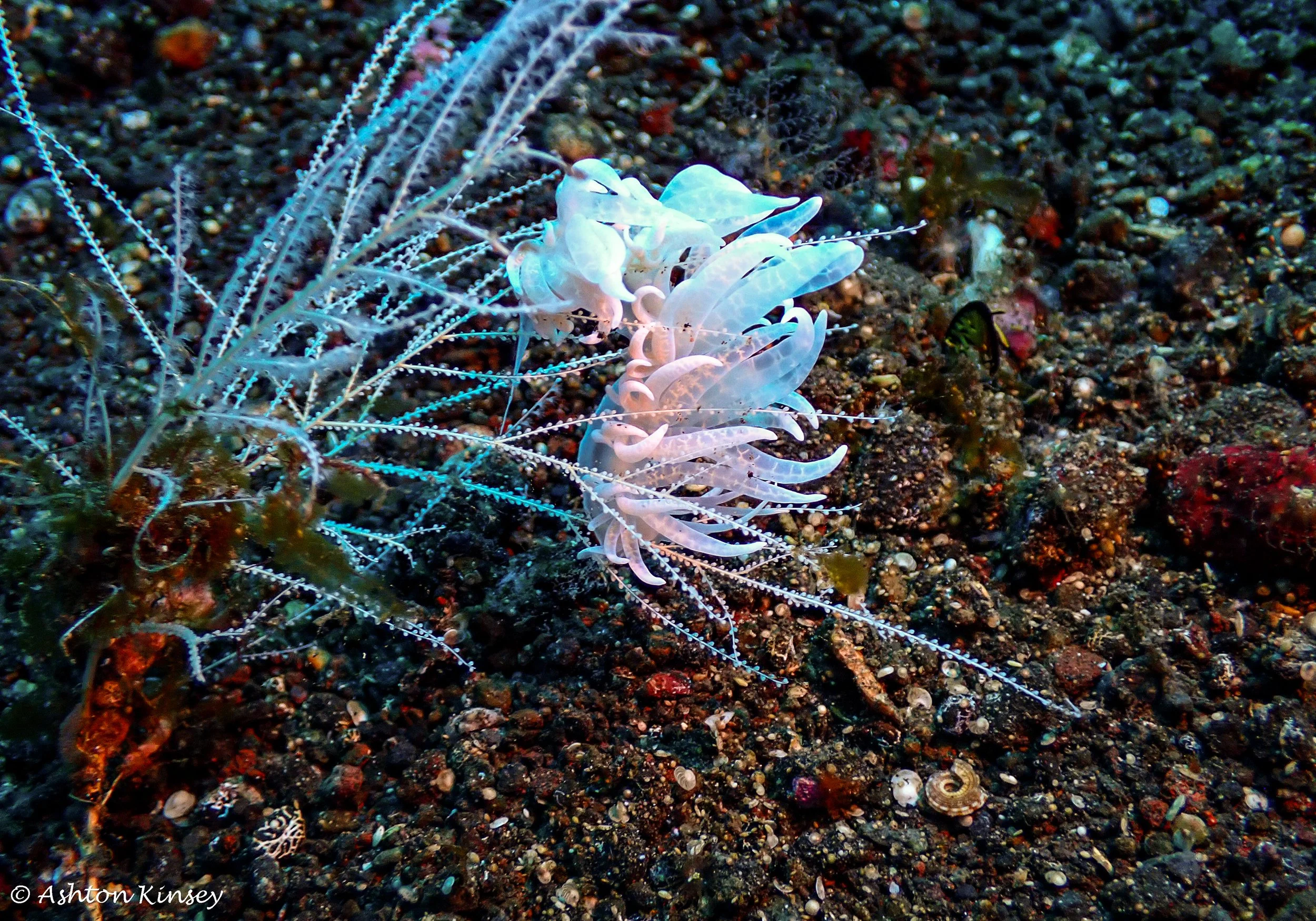 Hi Blue Bali House Reef -6.jpg