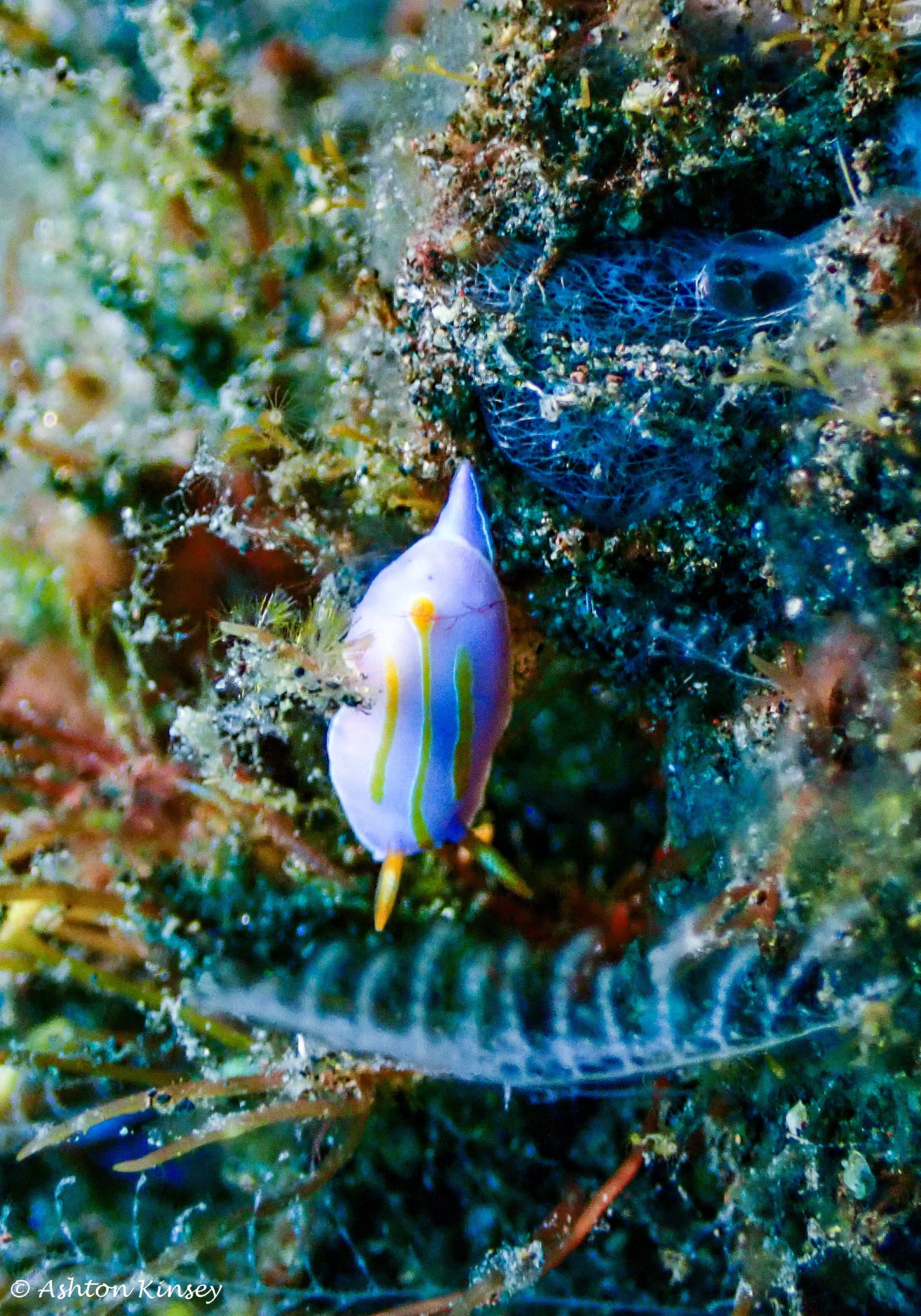 Hi Blue Bali House Reef -6-2.jpg