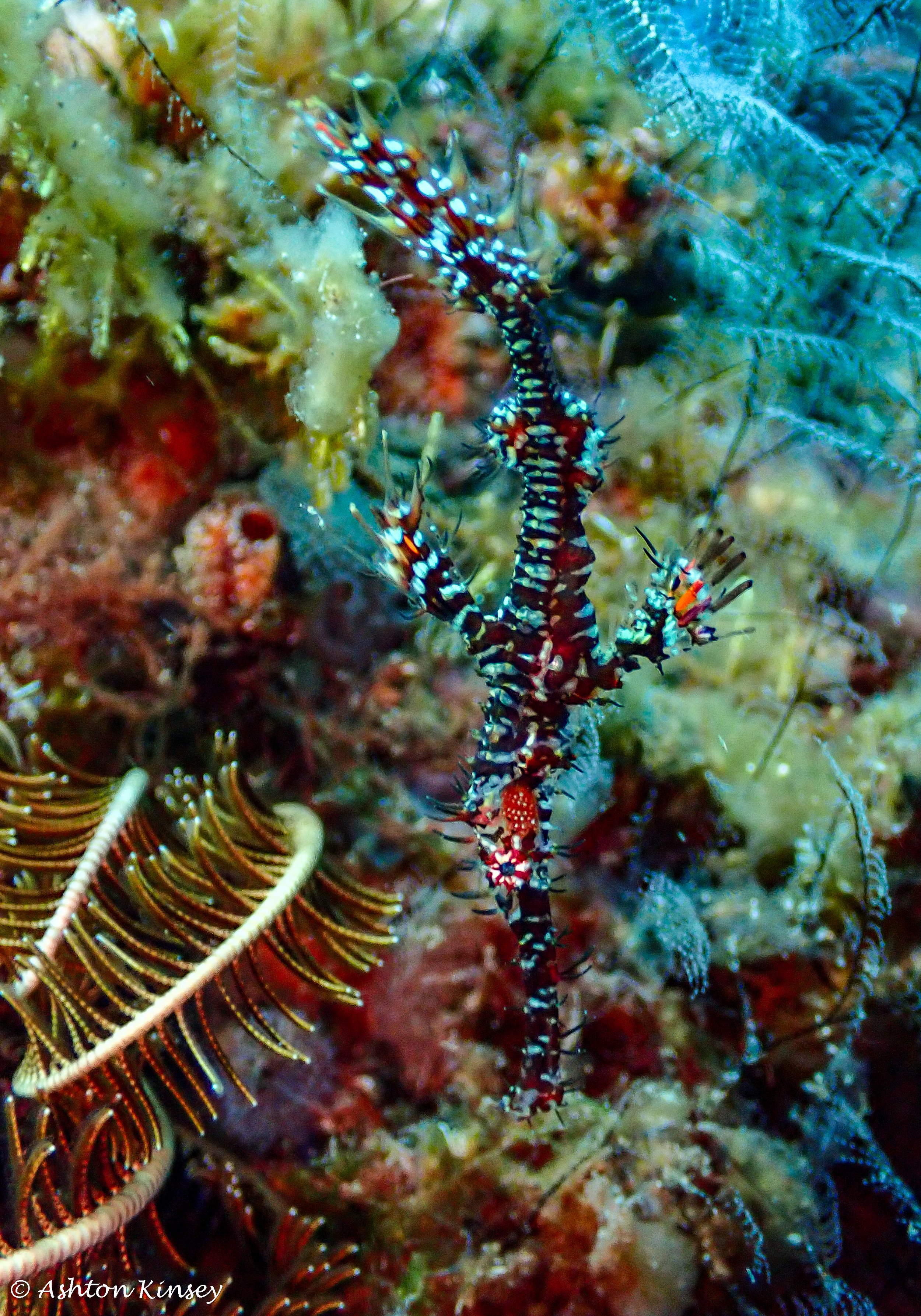 Hi Blue Bali House Reef -7.jpg