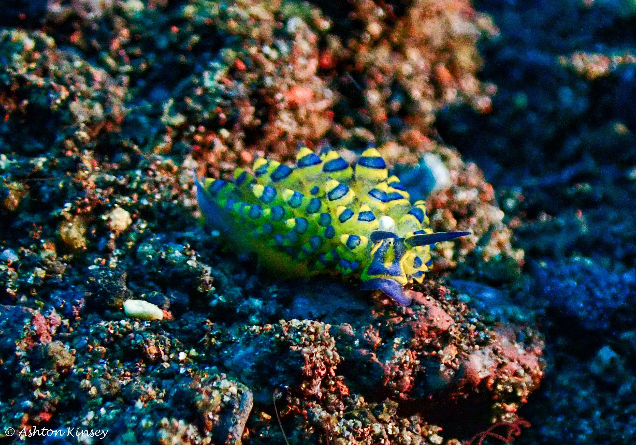 Hi Blue Bali House Reef -8.jpg