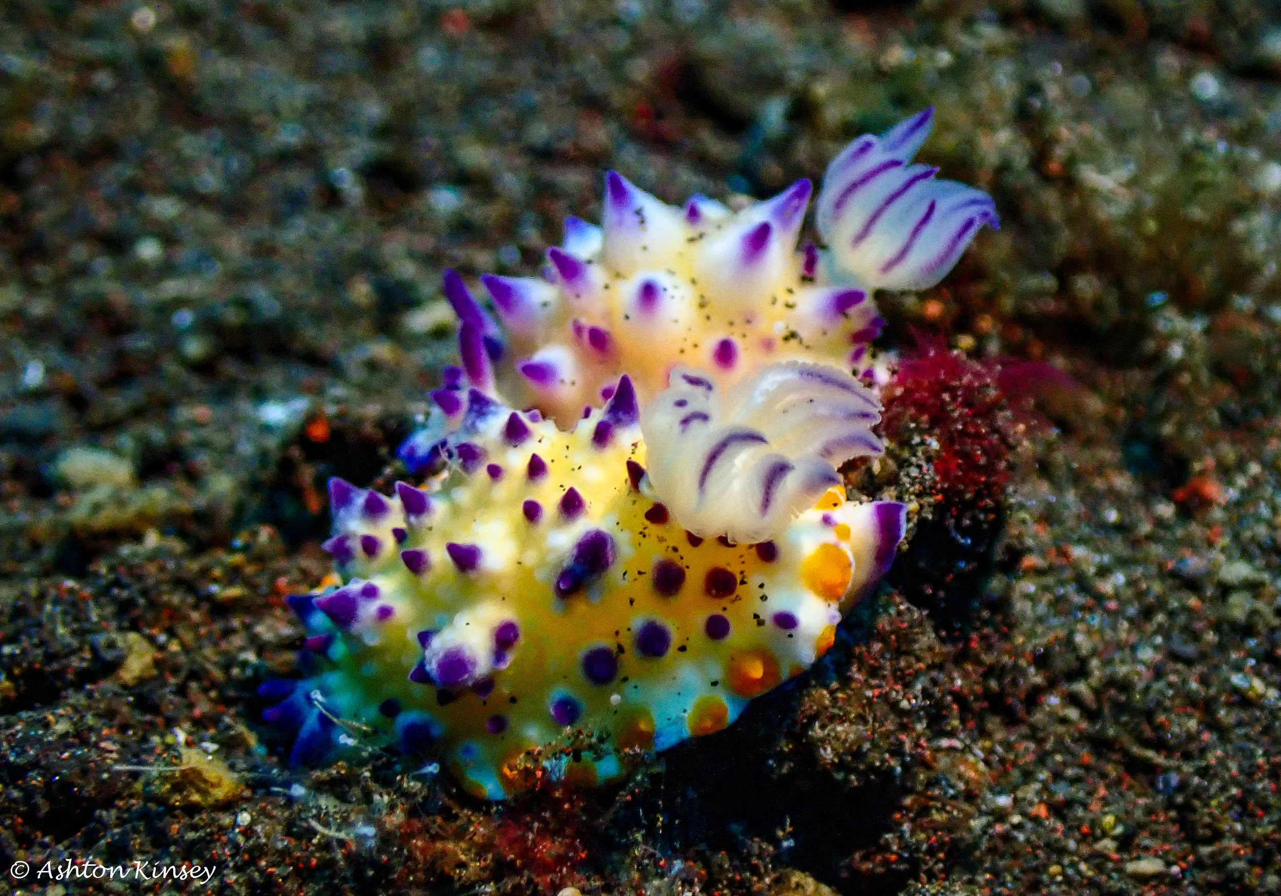 Hi Blue Bali House Reef -7-2.jpg