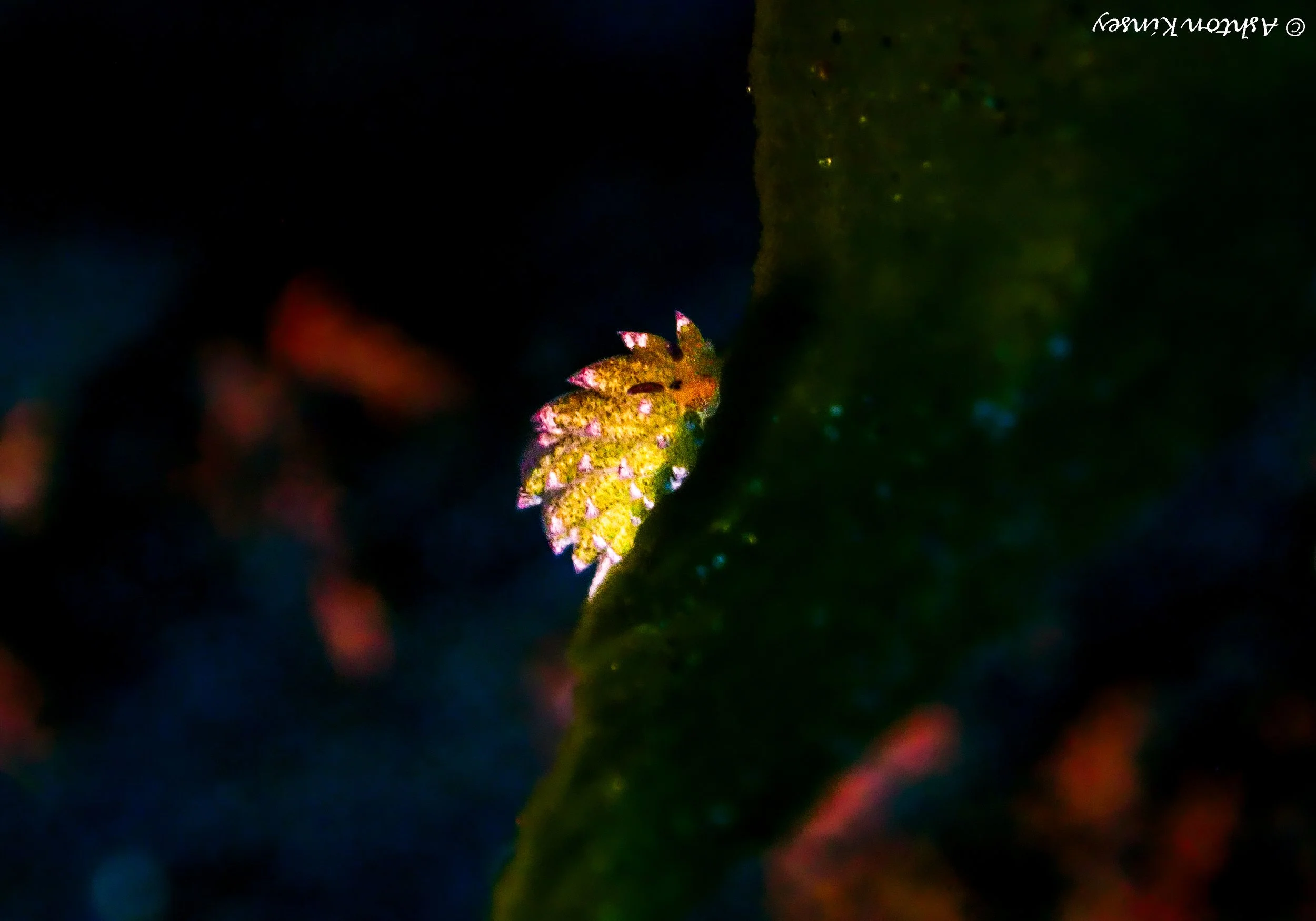 Hi Blue Bali House Reef -9.jpg
