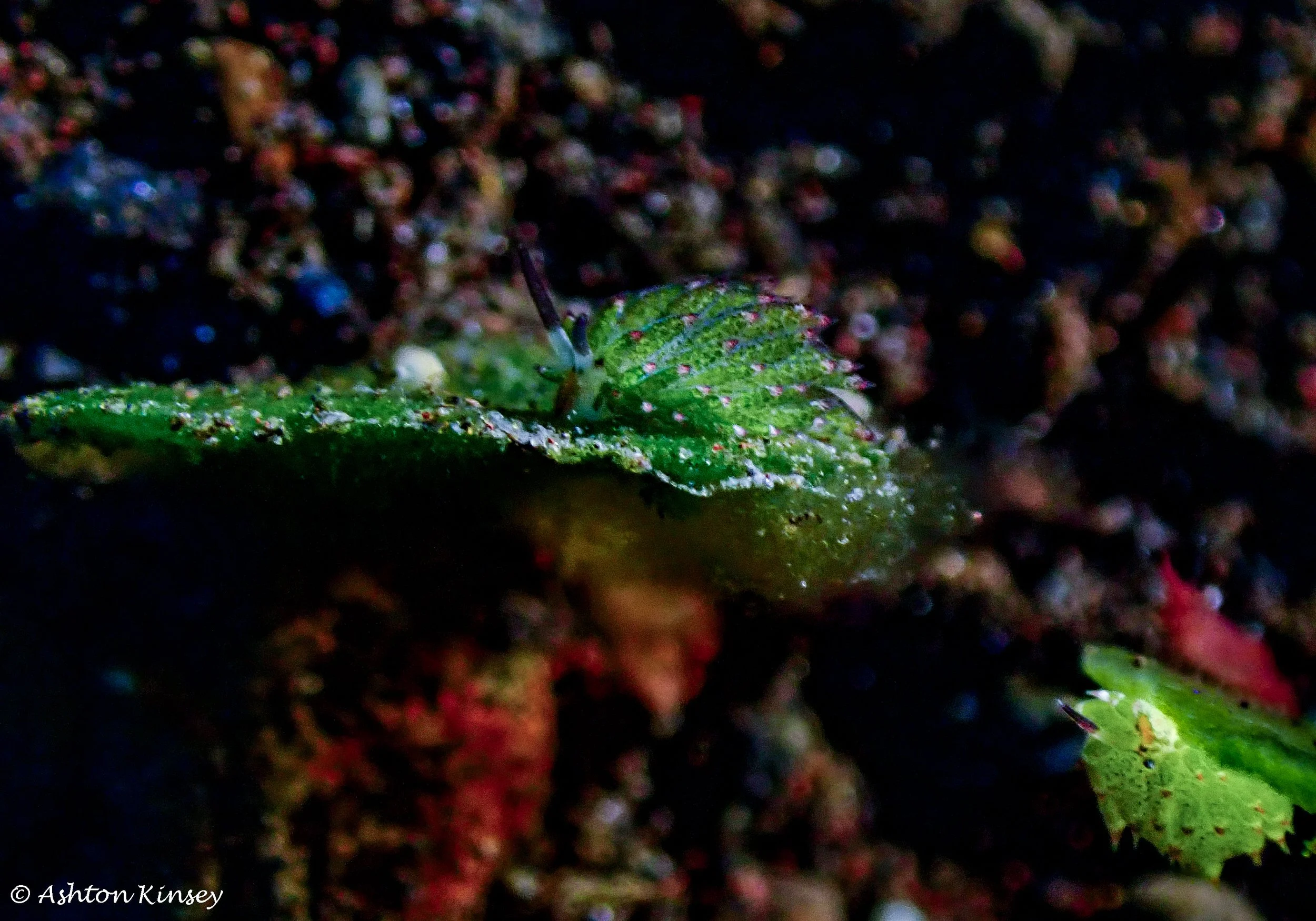 Hi Blue Bali House Reef -11.jpg