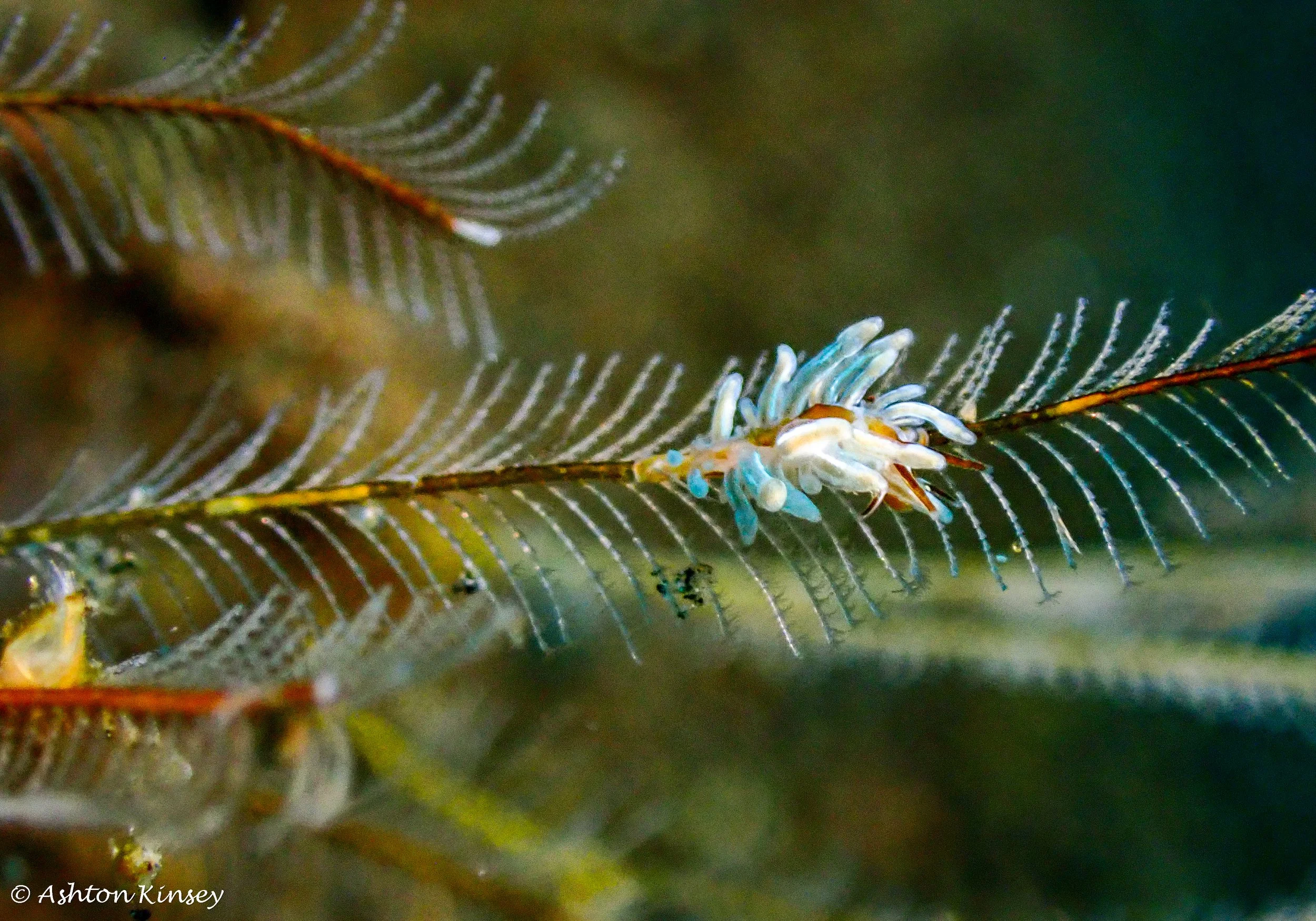Hi Blue Bali House Reef -12.jpg