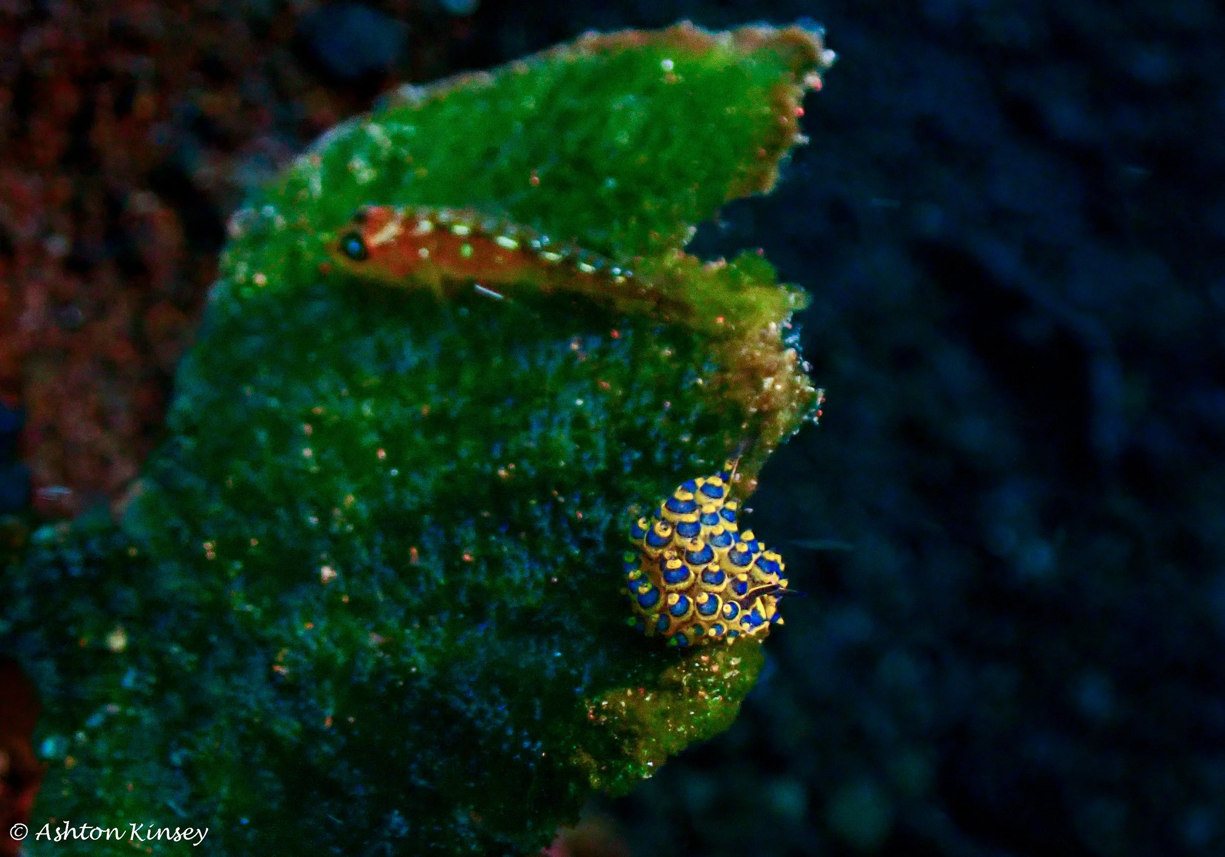 Hi Blue Bali House Reef -13.jpg