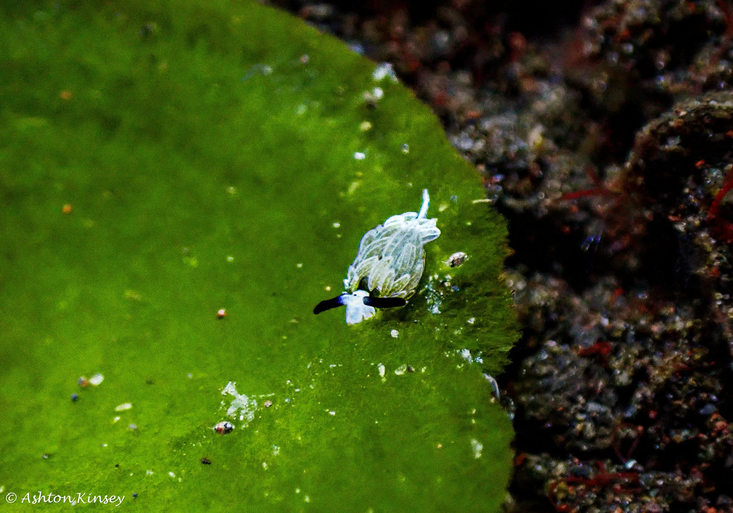 Hi Blue Bali House Reef -14.jpg