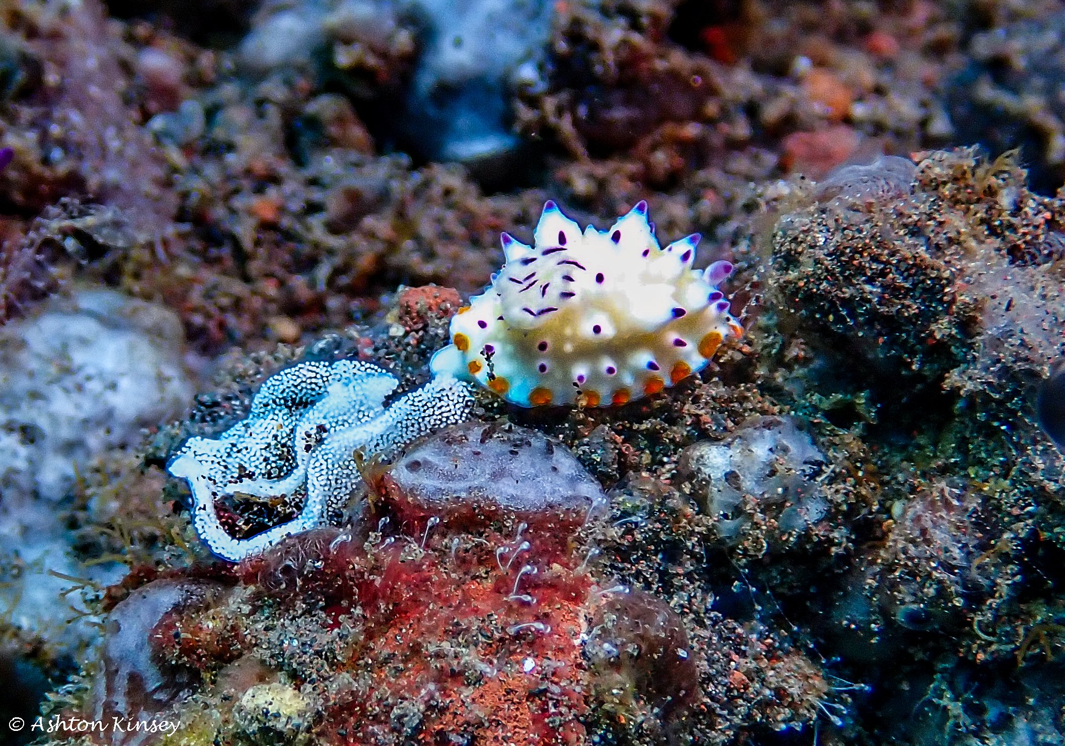 Hi Blue Bali House Reef -16.jpg