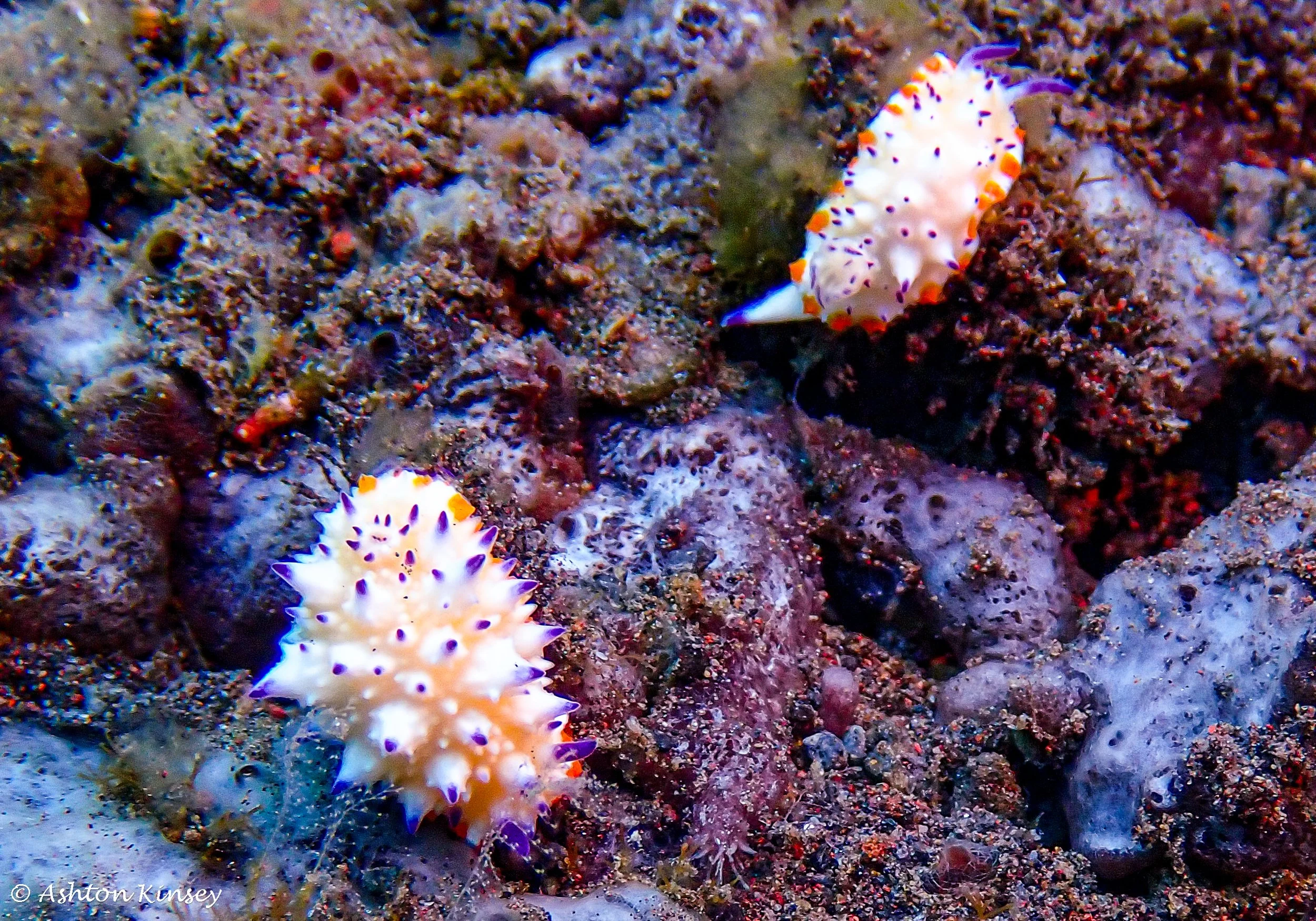 Hi Blue Bali House Reef -15.jpg
