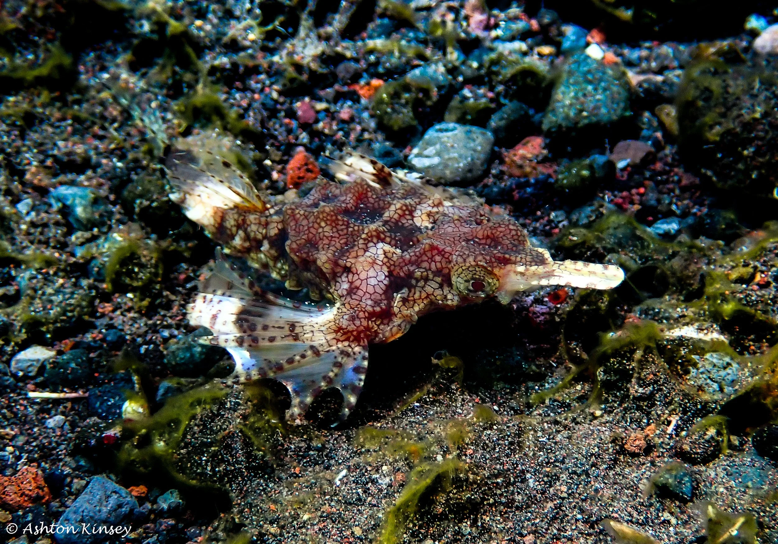 Hi Blue Bali House Reef -17.jpg