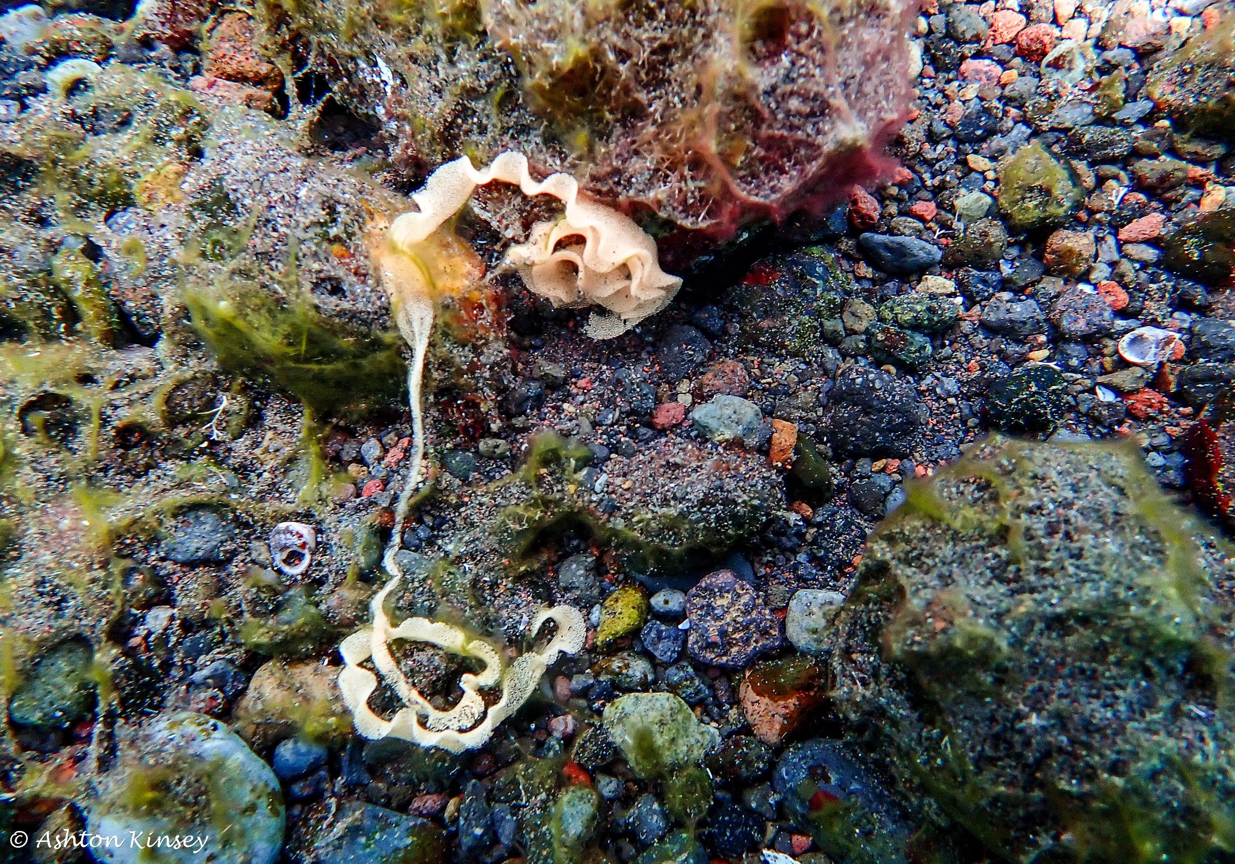 Hi Blue Bali House Reef -18.jpg