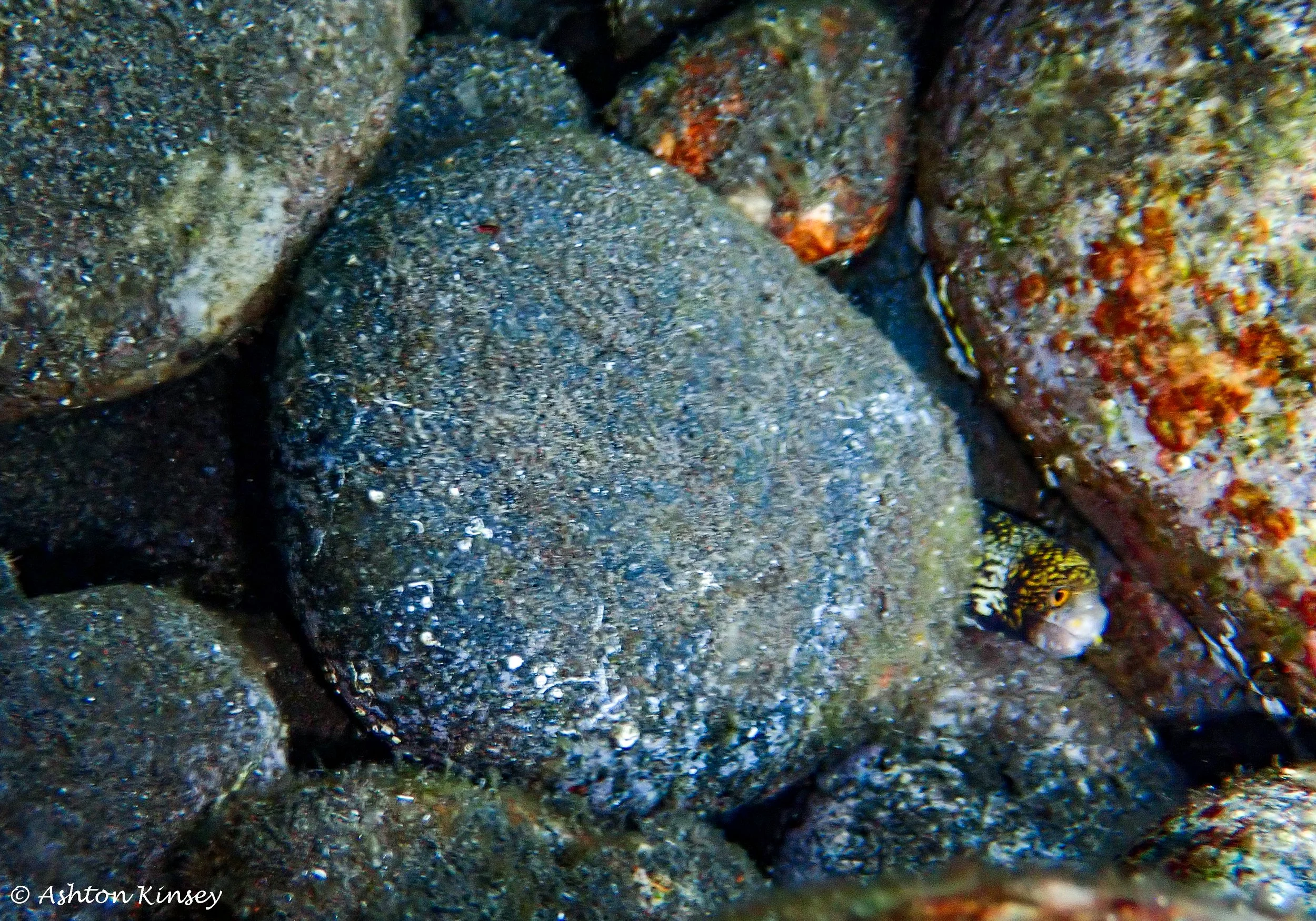 Drop Off - Tulamben.jpg