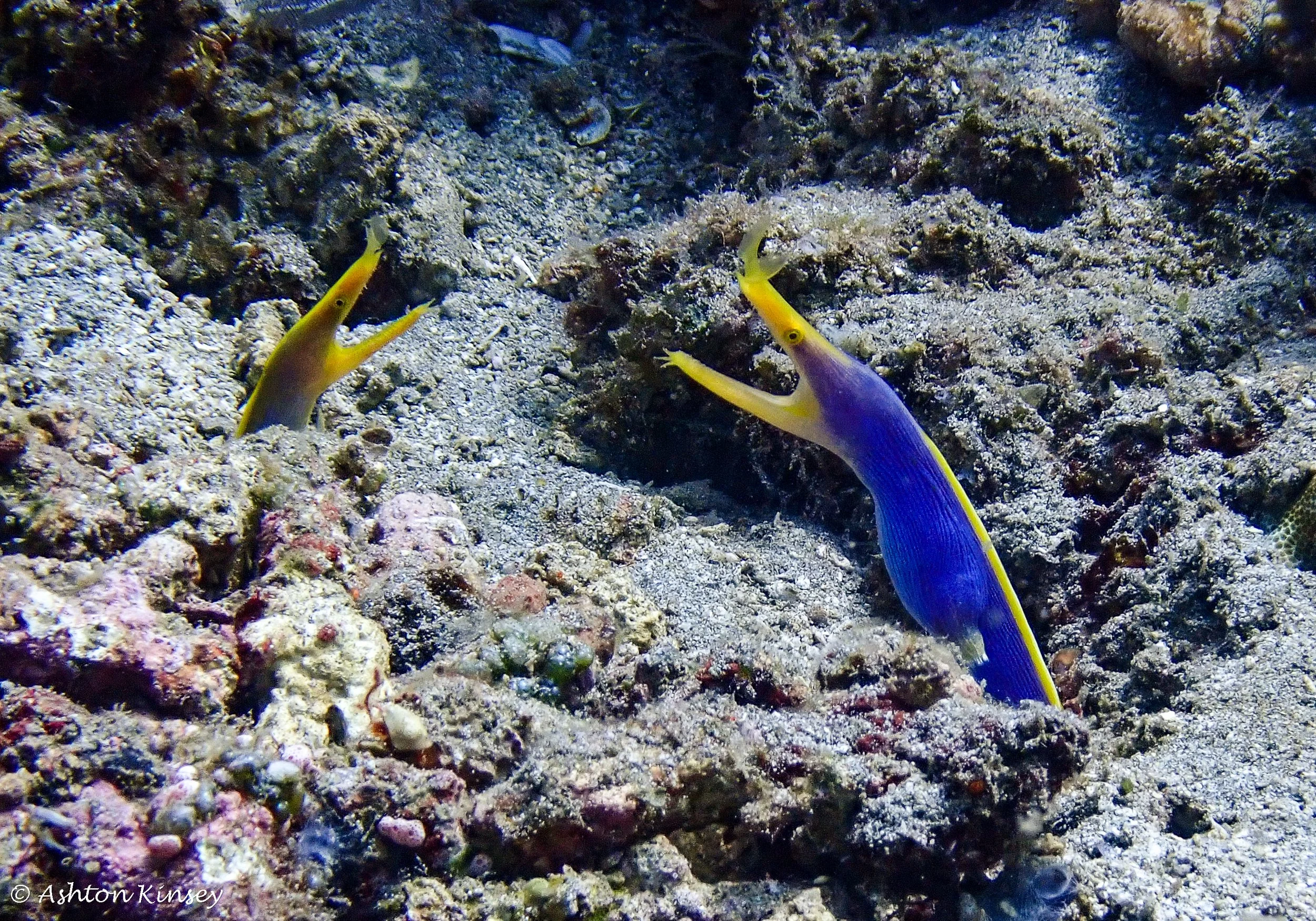 Amed Drop Off-2.jpg