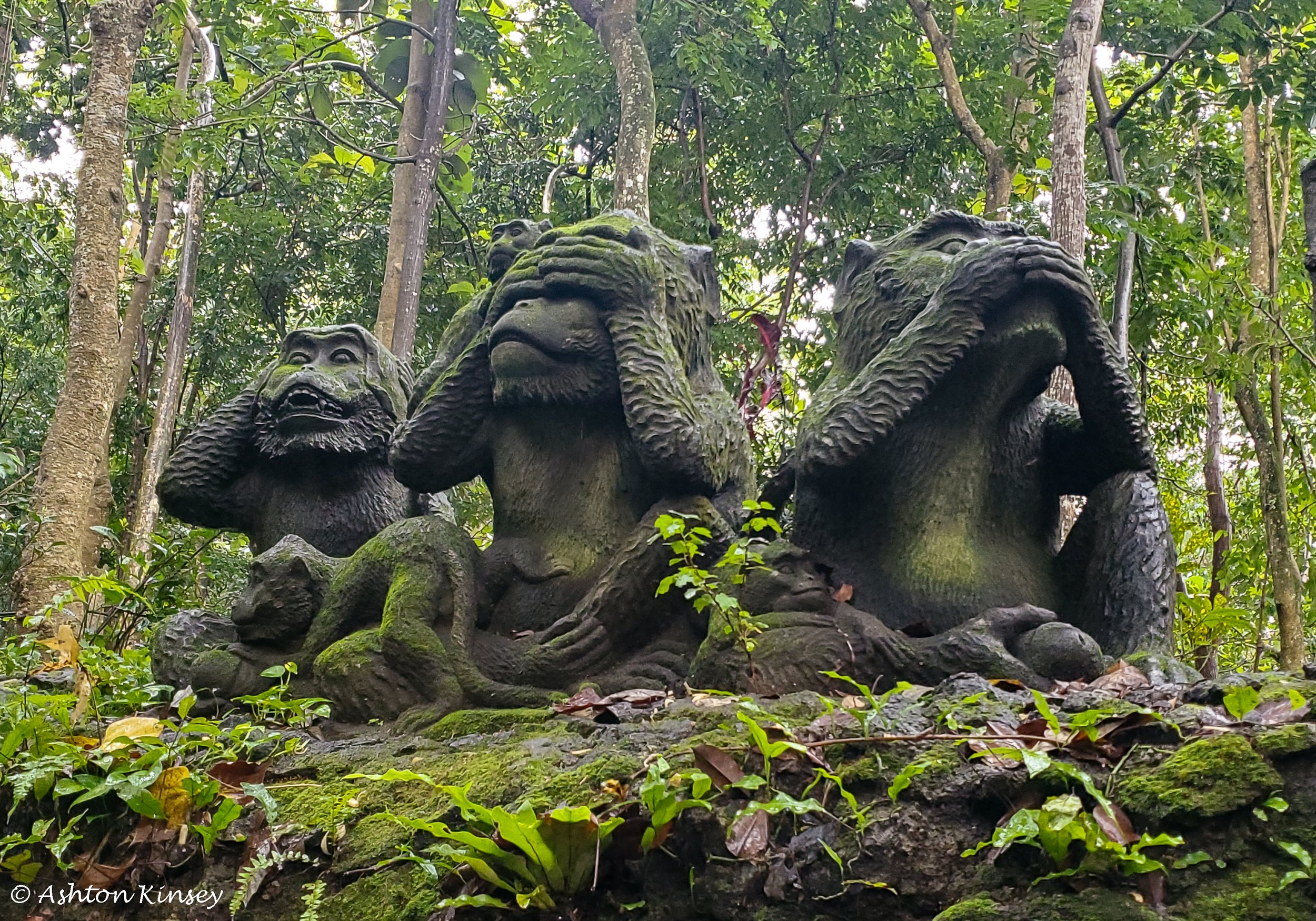 Monkey Forest-4.jpg